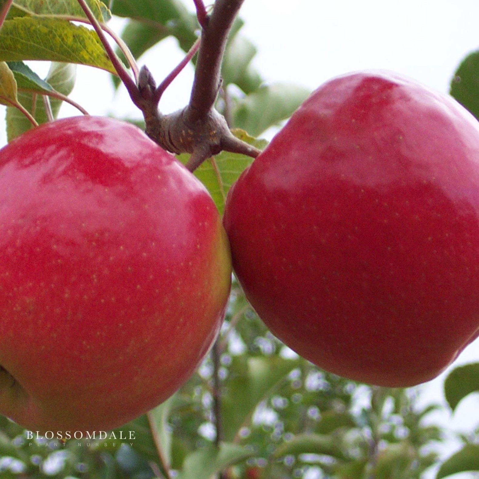 Dwarf Pink Lady Apple Tree