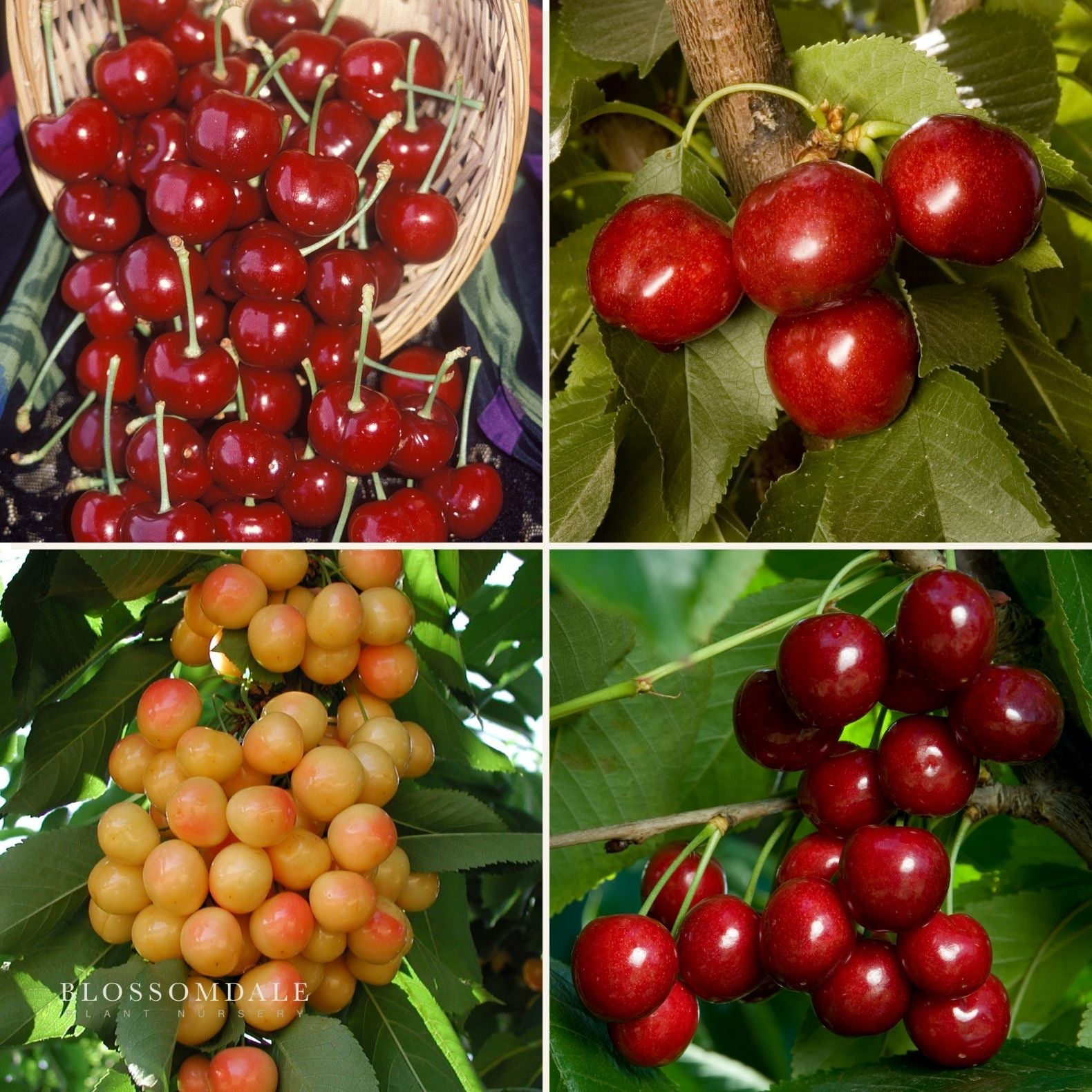 Semi Dwarf 4-in-1 Cherry Tree (Rainer, Bing, Utah Giant and Van)