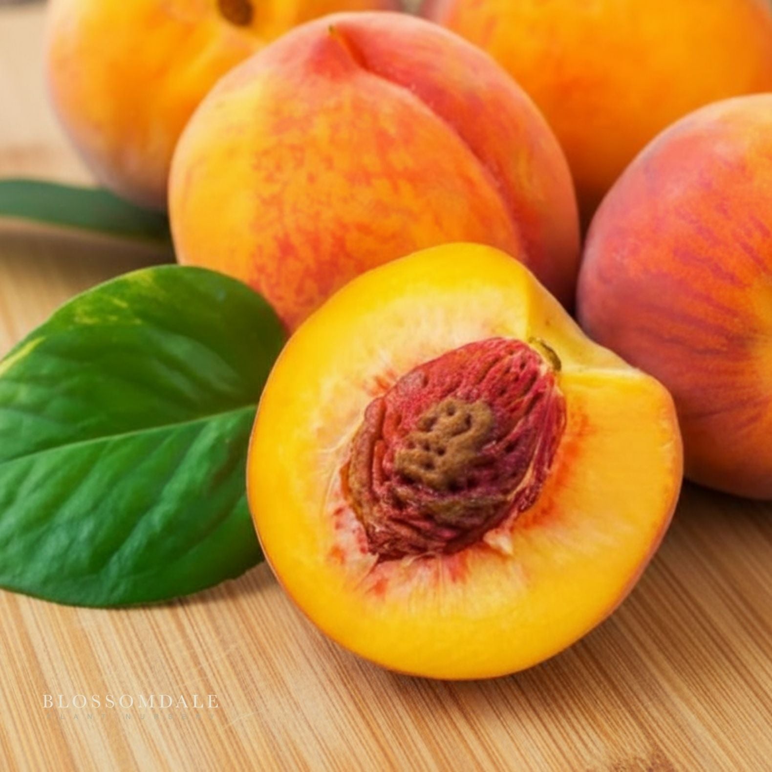 Semi Dwarf 4-in-1 Peach Tree (Gleason Early Elberta, Frost Redhaven, Veteran or Cresthaven)