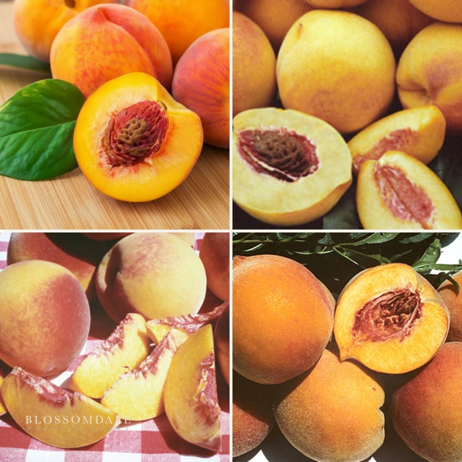Semi Dwarf 4-in-1 Peach Tree (Gleason Early Elberta, Frost Redhaven, Veteran or Cresthaven)