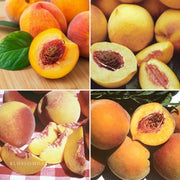 Semi Dwarf 4-in-1 Peach Tree (Gleason Early Elberta, Frost Redhaven, Veteran or Cresthaven)