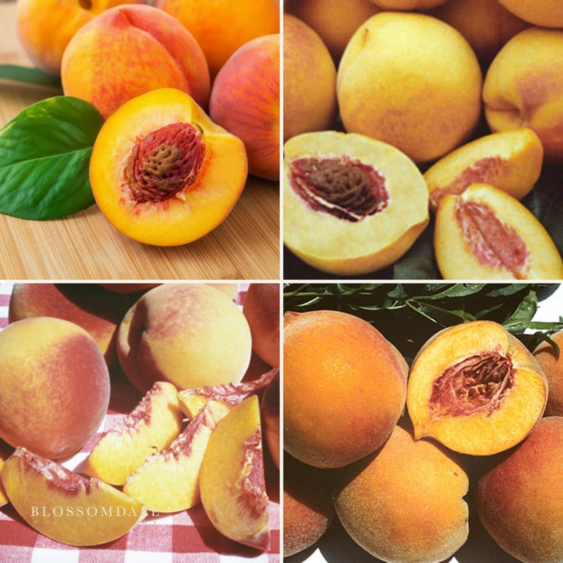 Semi Dwarf 4-in-1 Peach Tree (Gleason Early Elberta, Frost Redhaven, Veteran or Cresthaven)