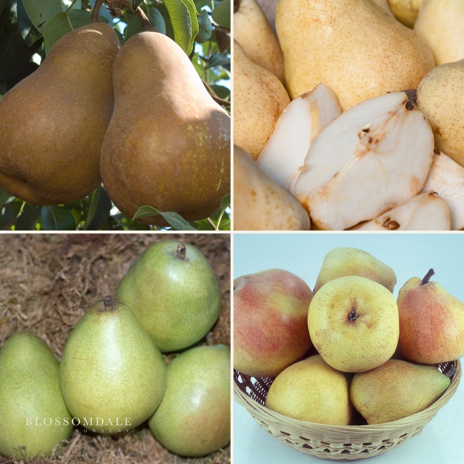 Semi Dwarf 4-in-1 Pear Tree (Comice, D'Anjou, Bartlett & Bosc)