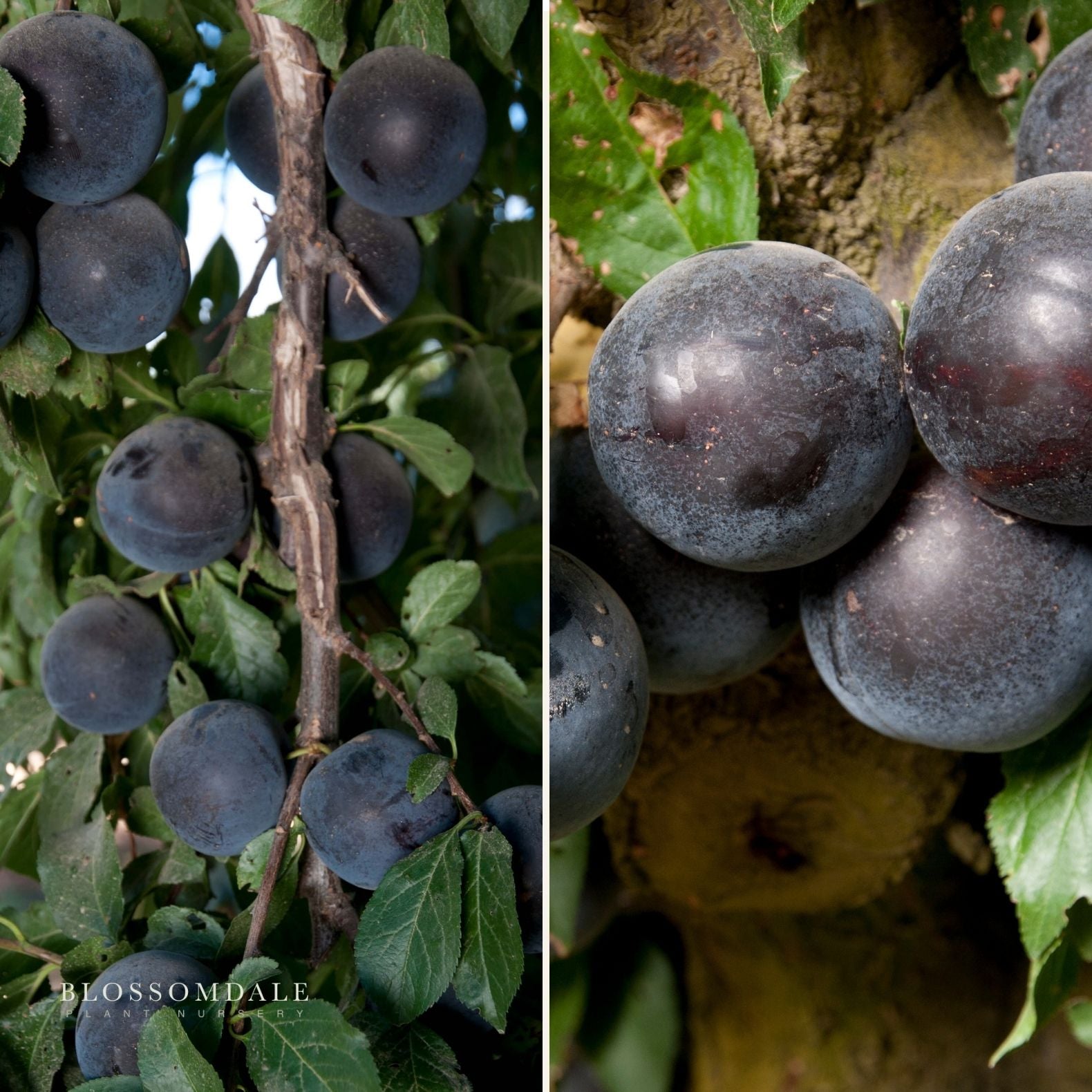 Semi Dwarf 2-in-1 Cherry & Plum Tree (Sprite & Delight)