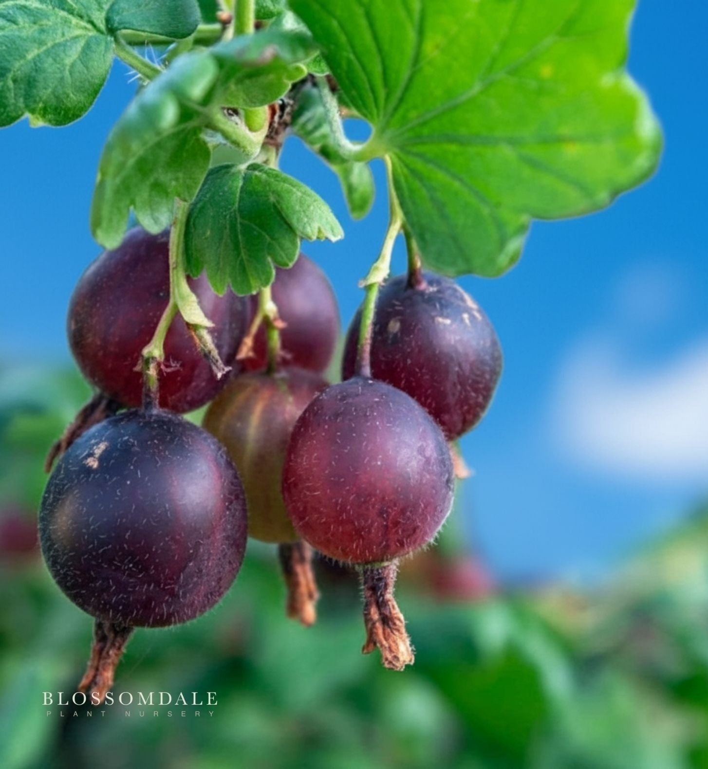 Black Velvet Gooseberry Shrub