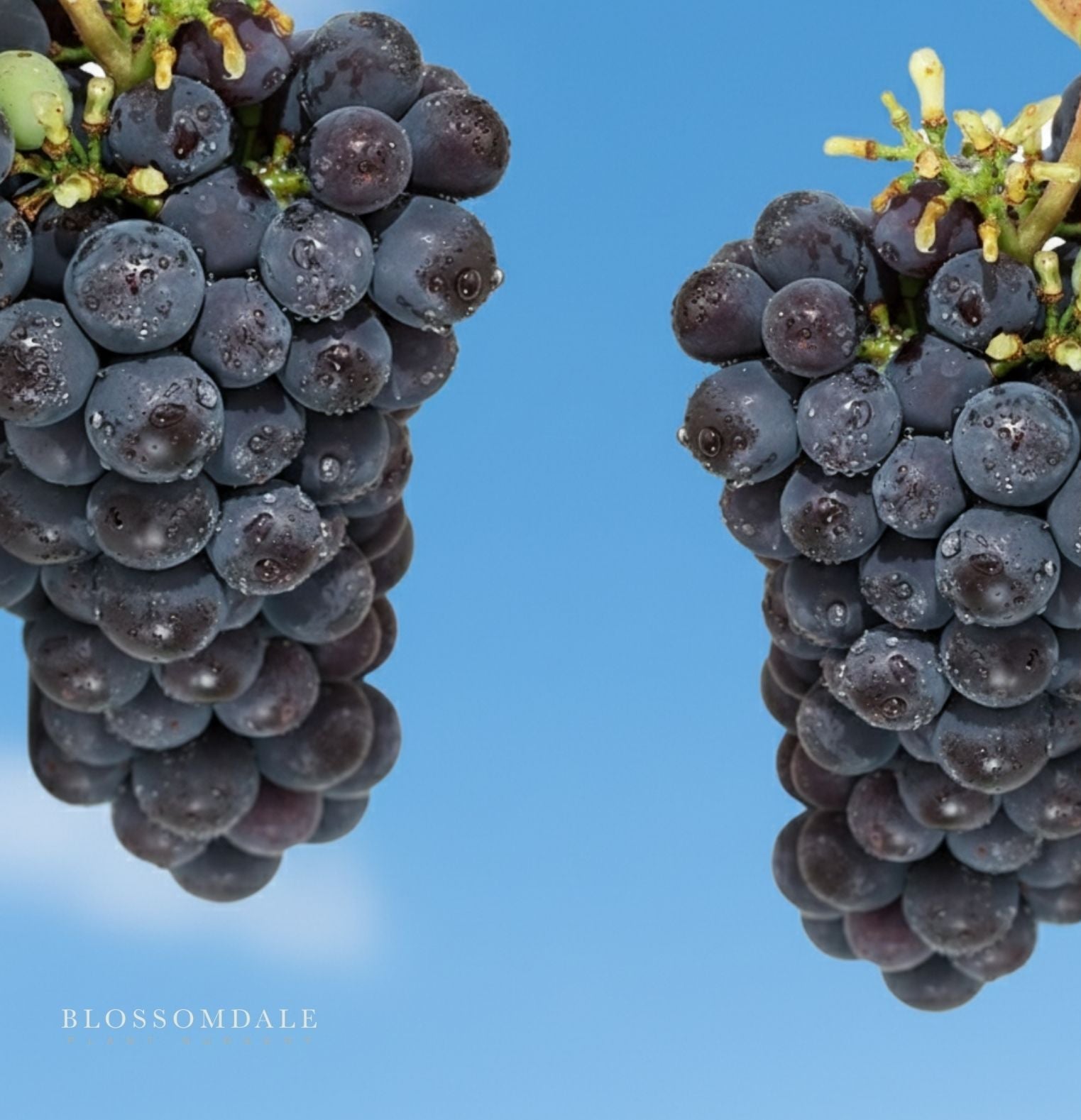 Concord Seedless Table Grape Vine