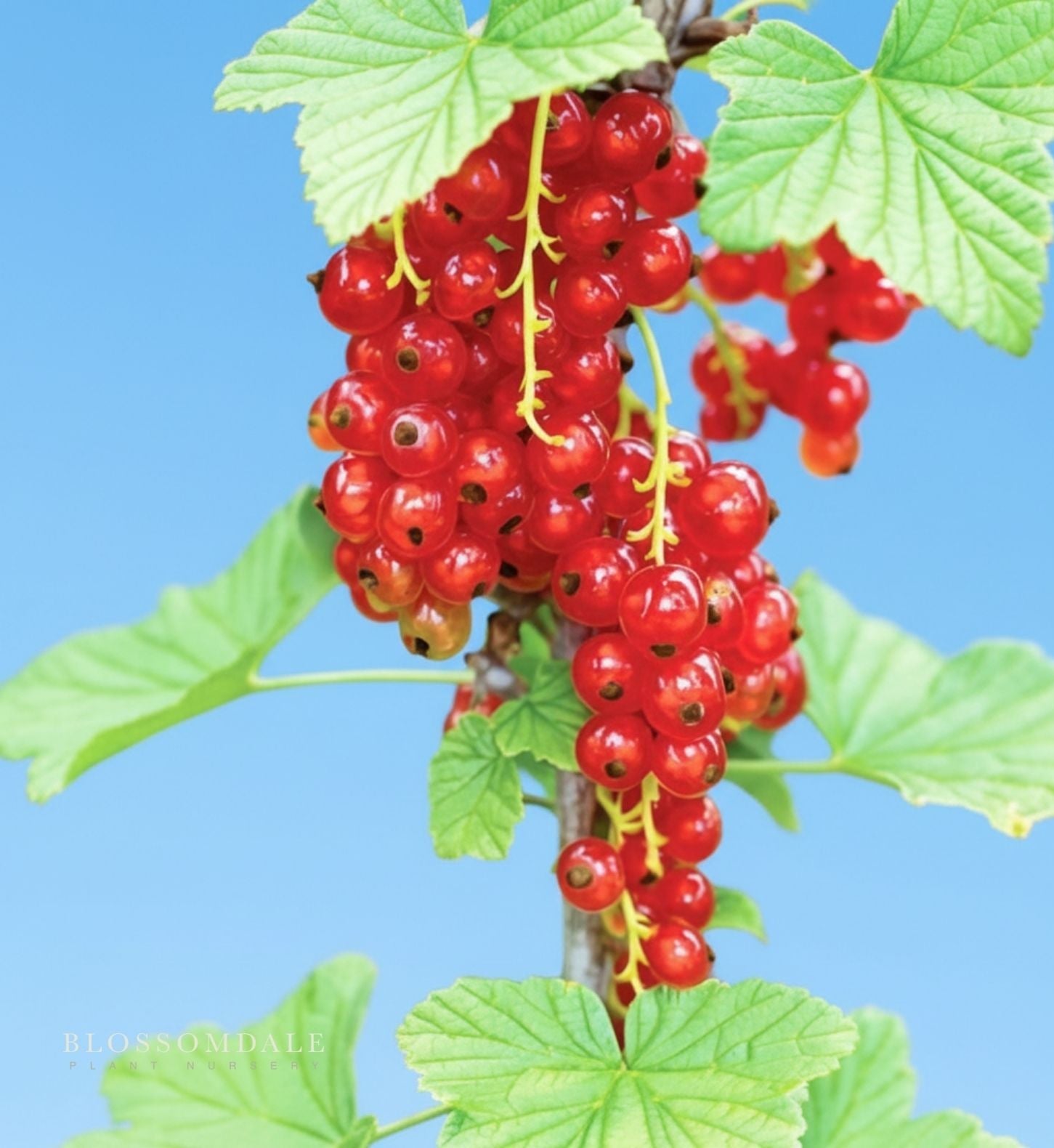 Red Lake Currant Shrub