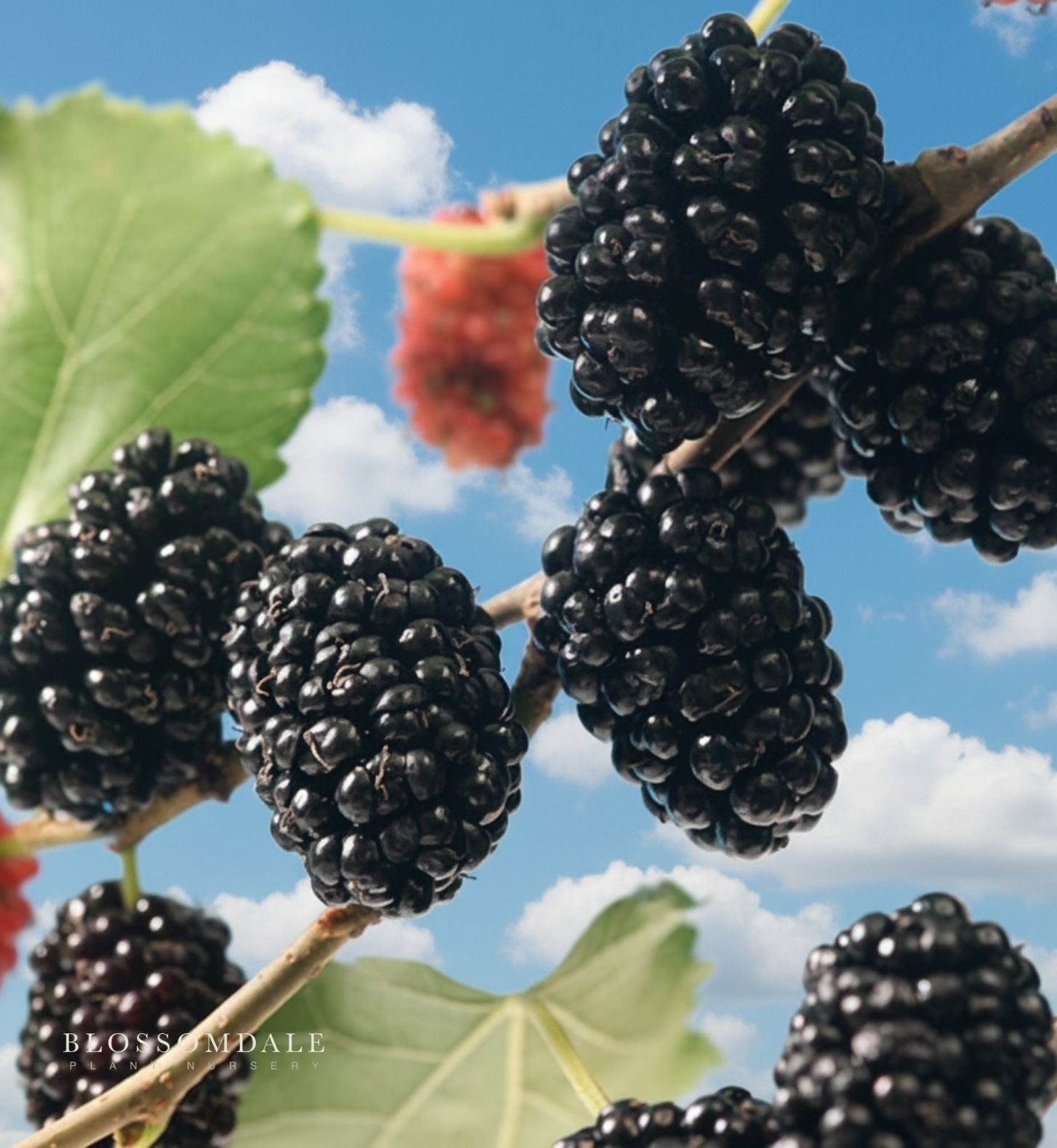 Dwarf Black Mulberry Shrub