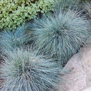 Blue Fescue Grass