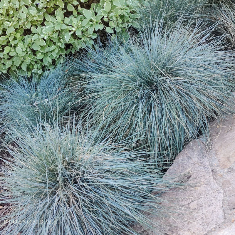Blue Fescue Grass