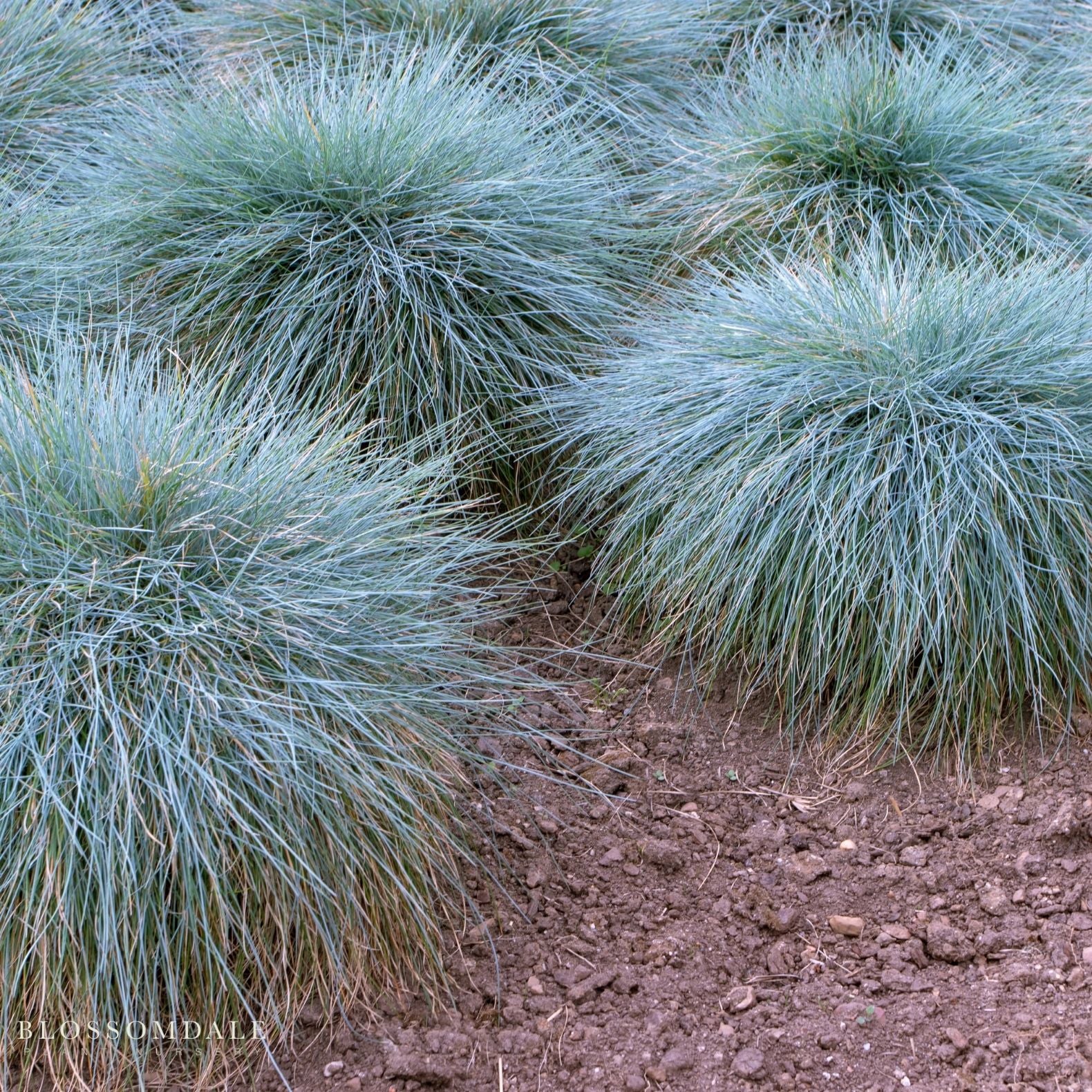 Blue Fescue Grass
