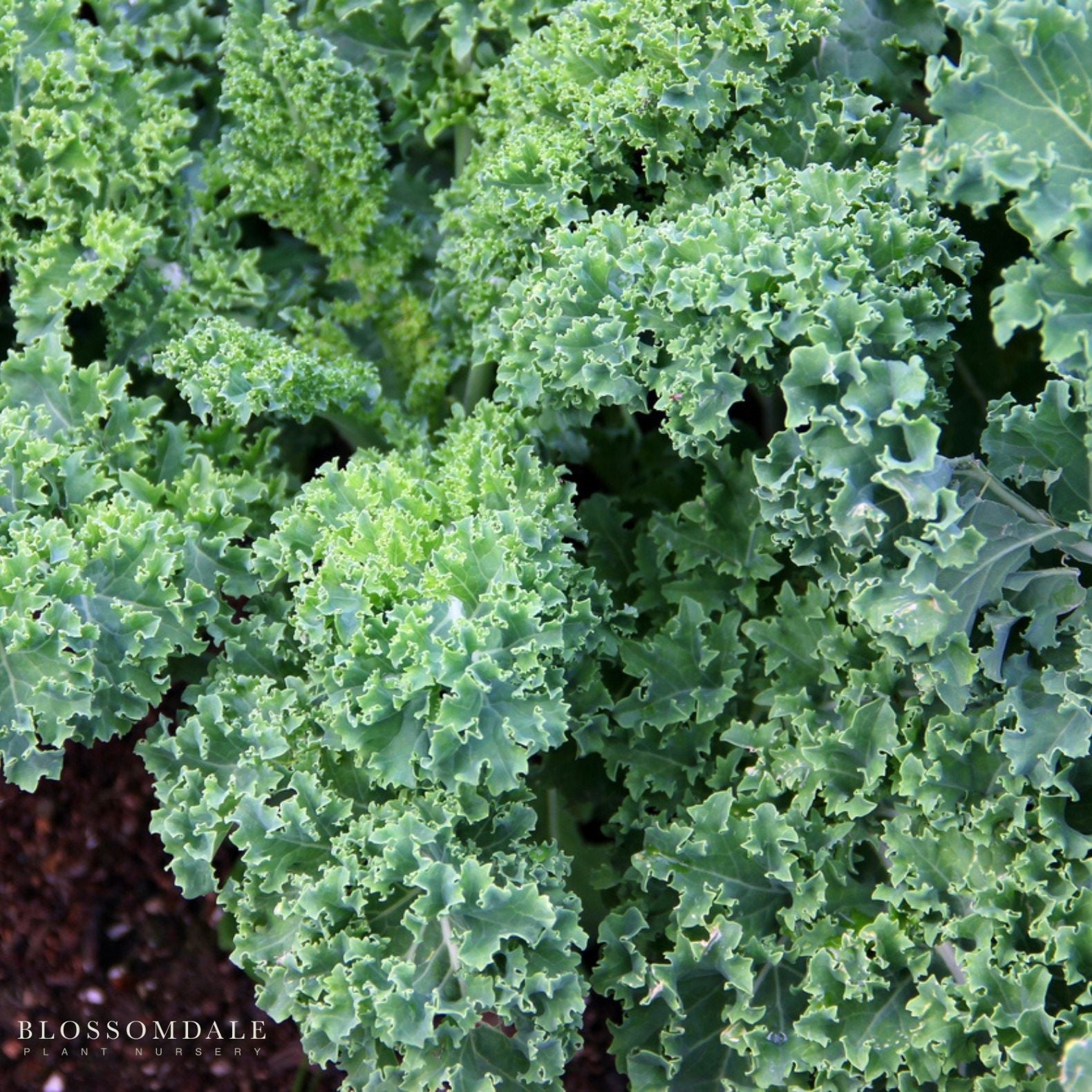 Vates Blue Curled Scotch Kale Seeds
