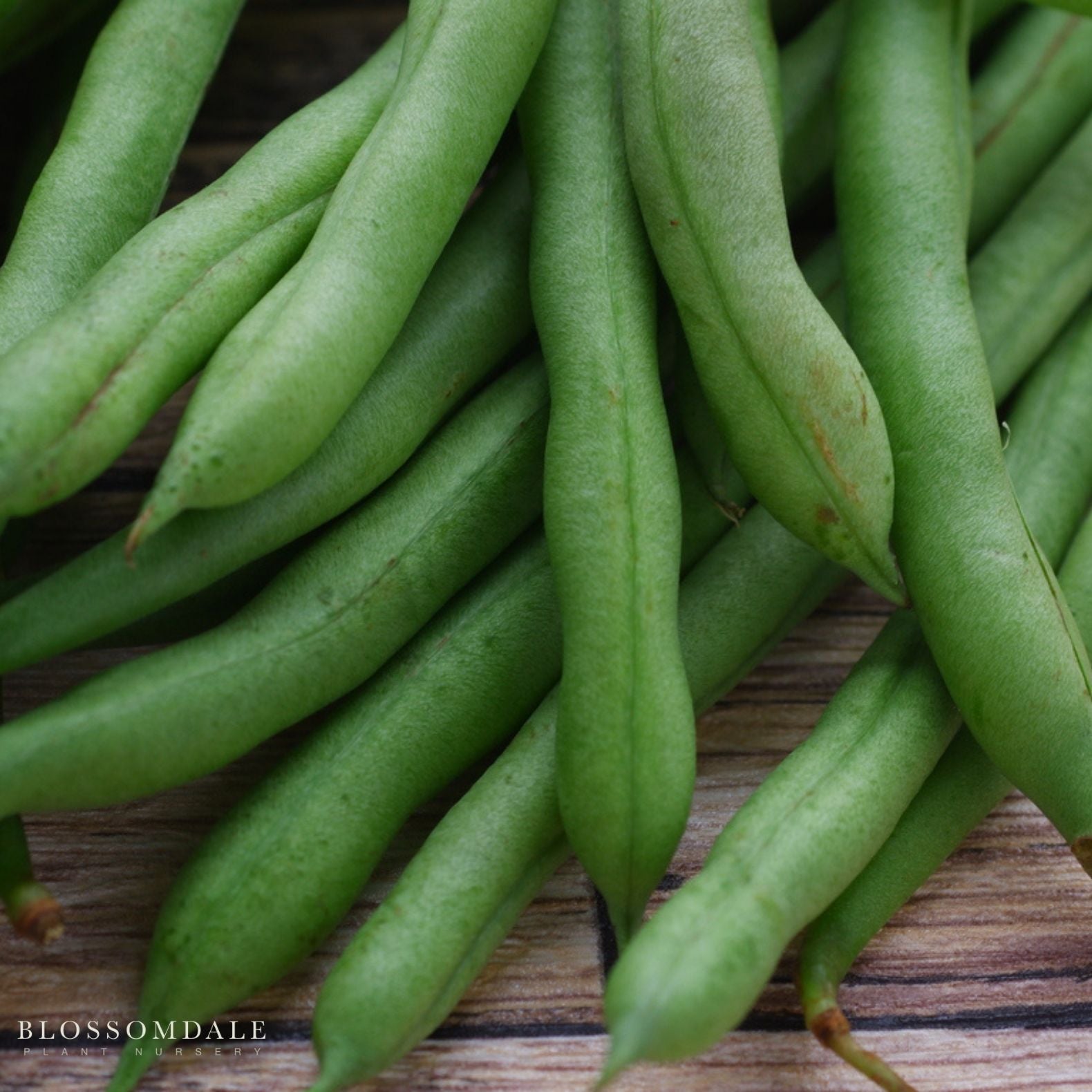 'Kentucky Blue' Pole Bean Seeds