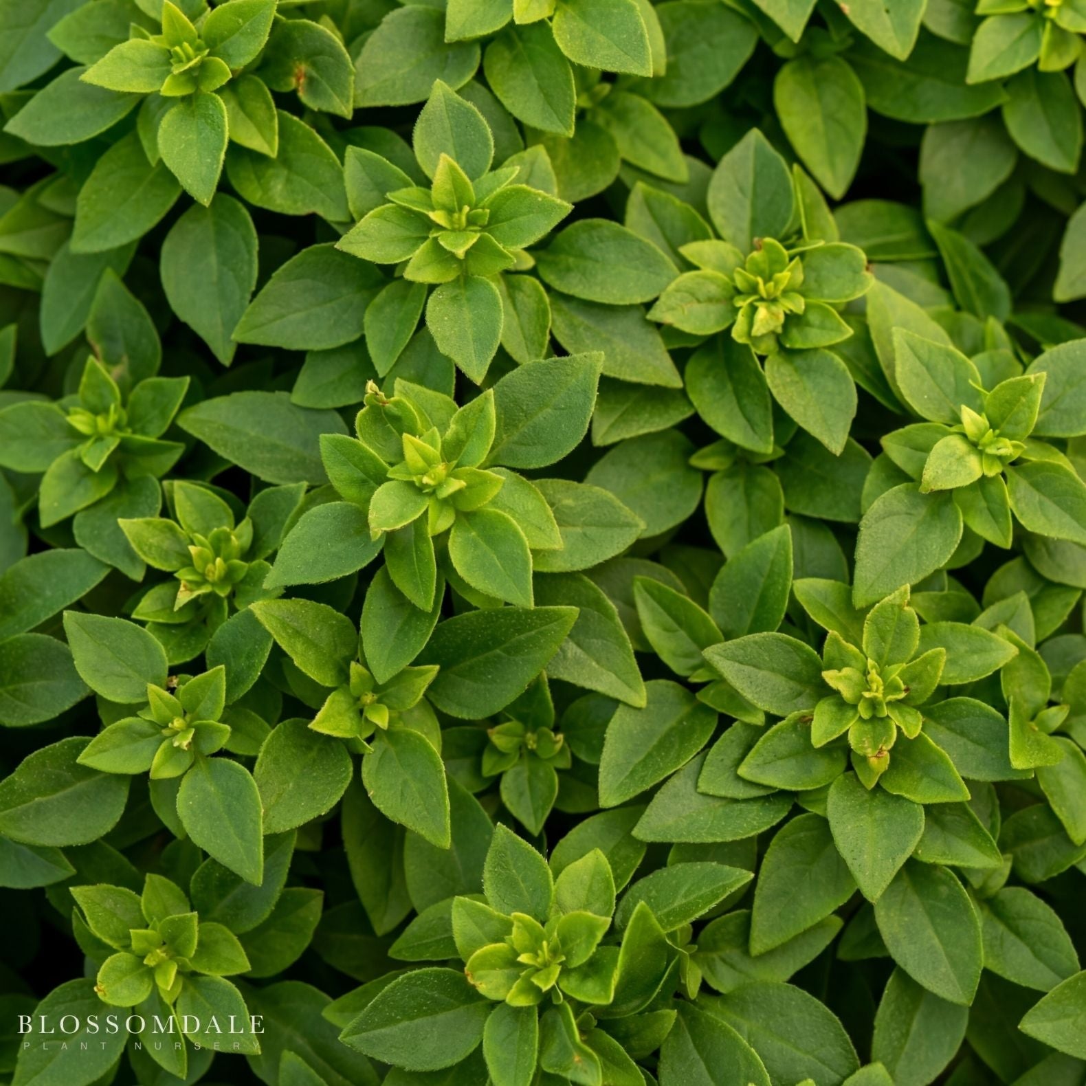 basil bonsai tree Basil Bonsai Seeds