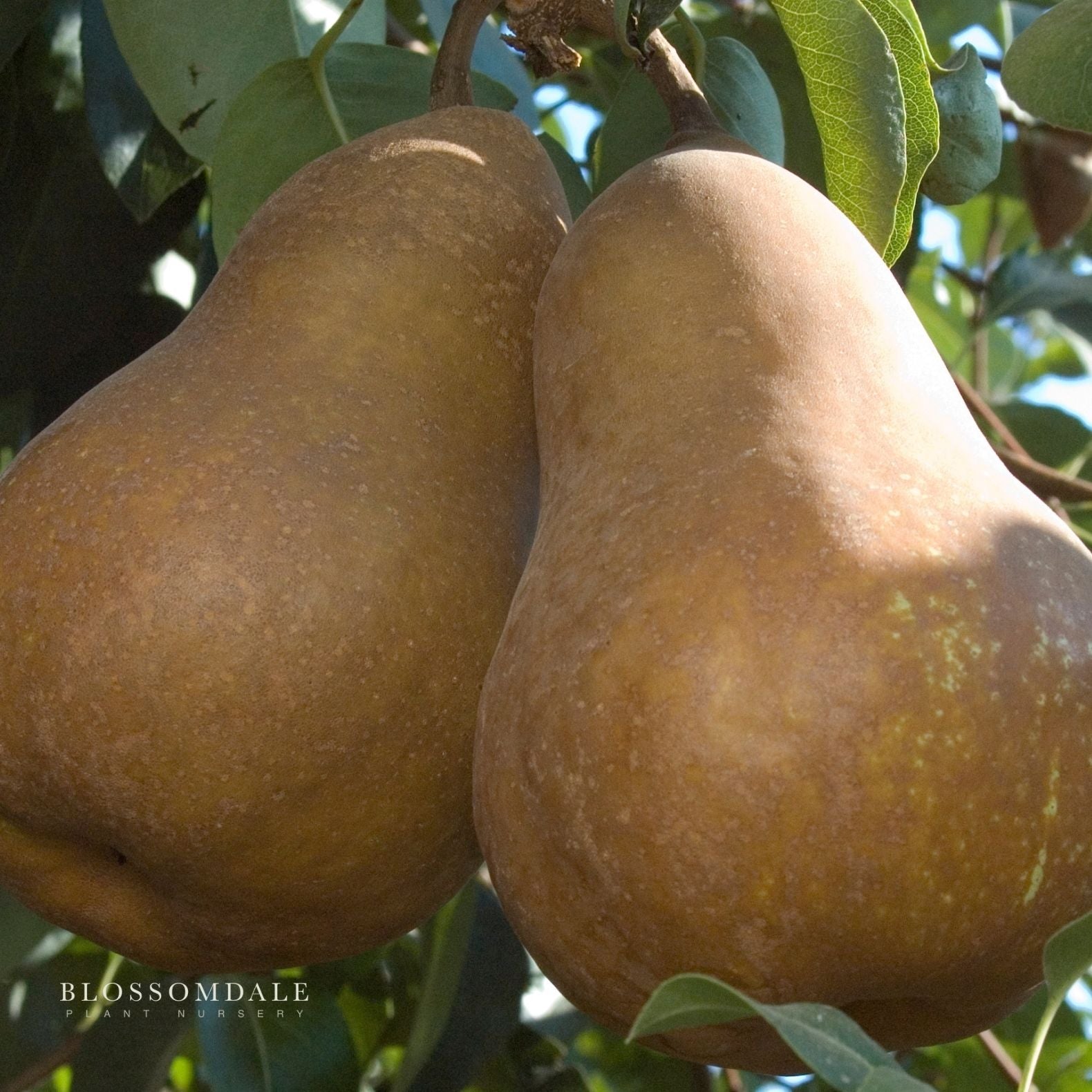 Semi Dwarf 4-in-1 Pear Tree (Comice, D'Anjou, Bartlett & Bosc)