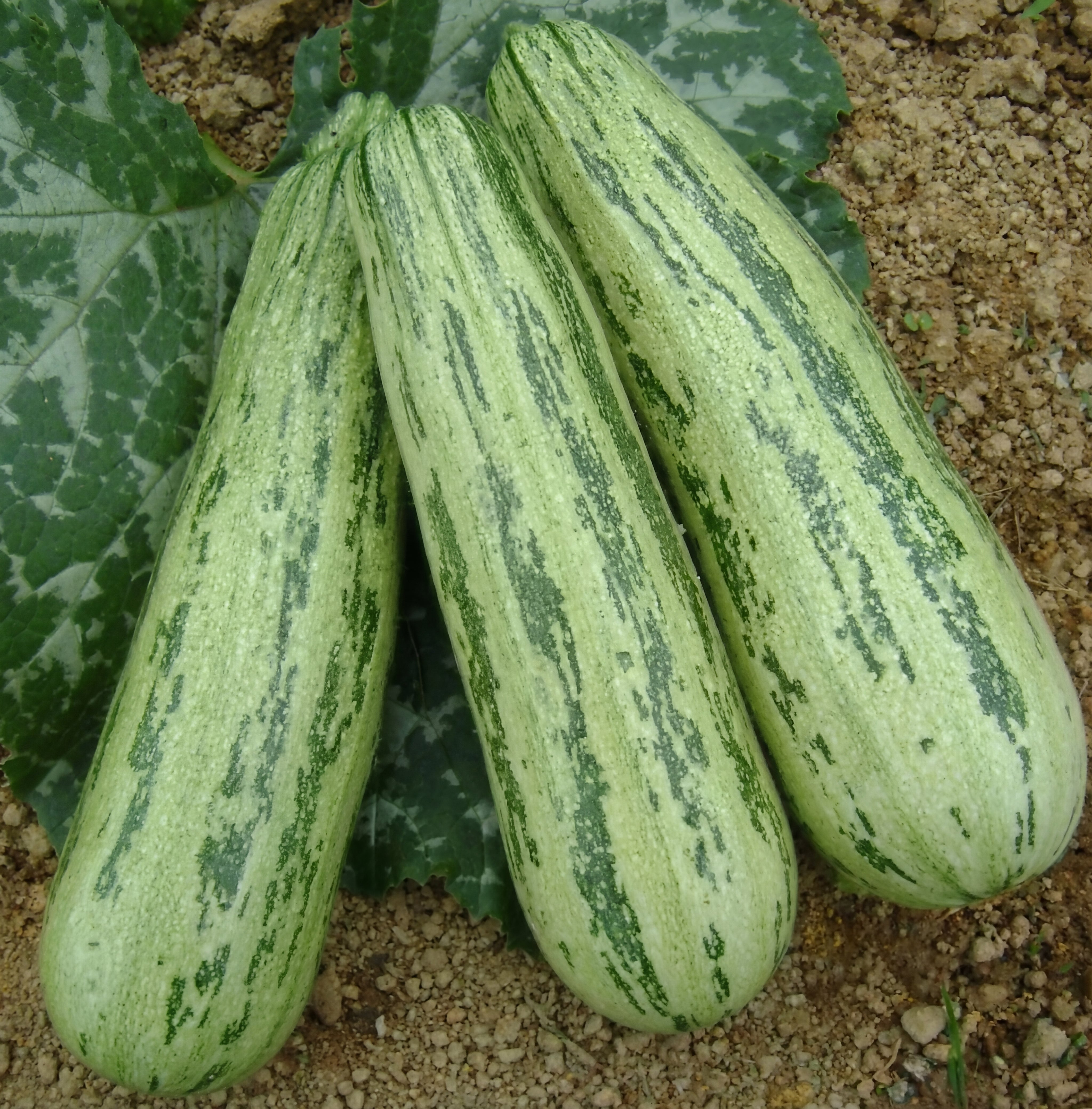 Bossa Nova Squash Seeds