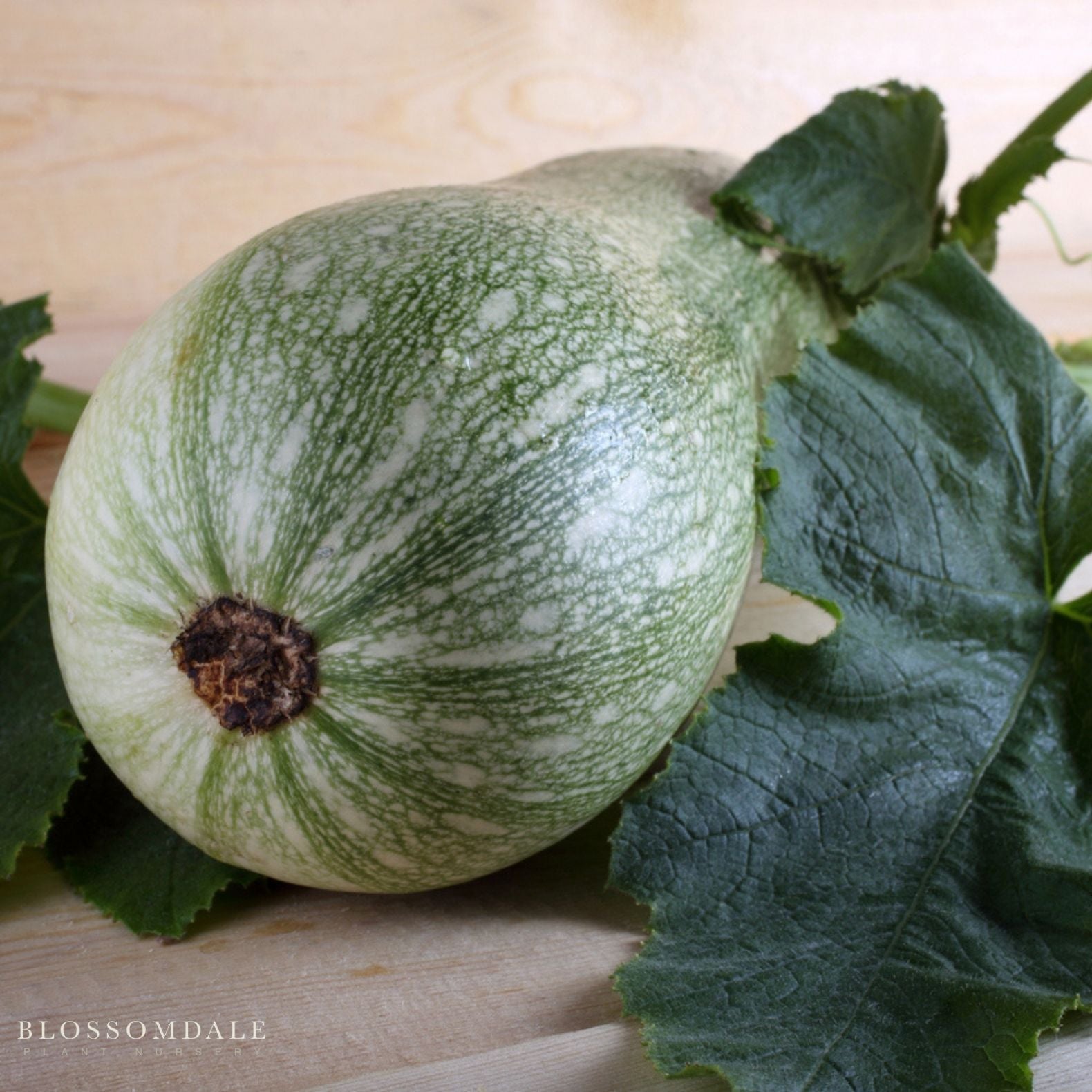 Bossa Nova Squash Seeds