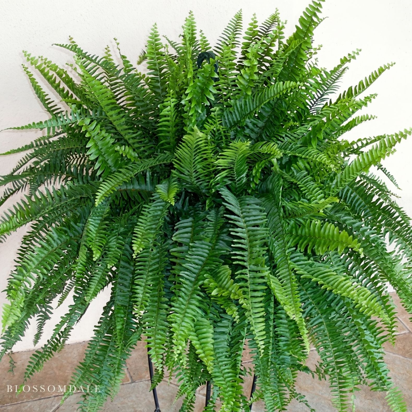 True Boston Massii Fern