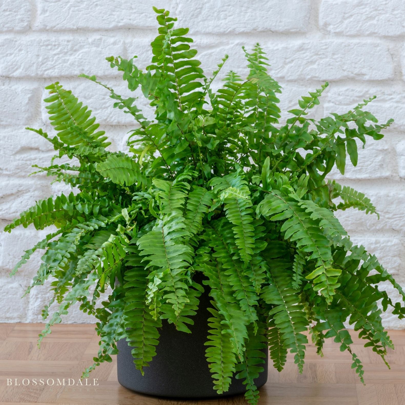 True Boston Massii Fern