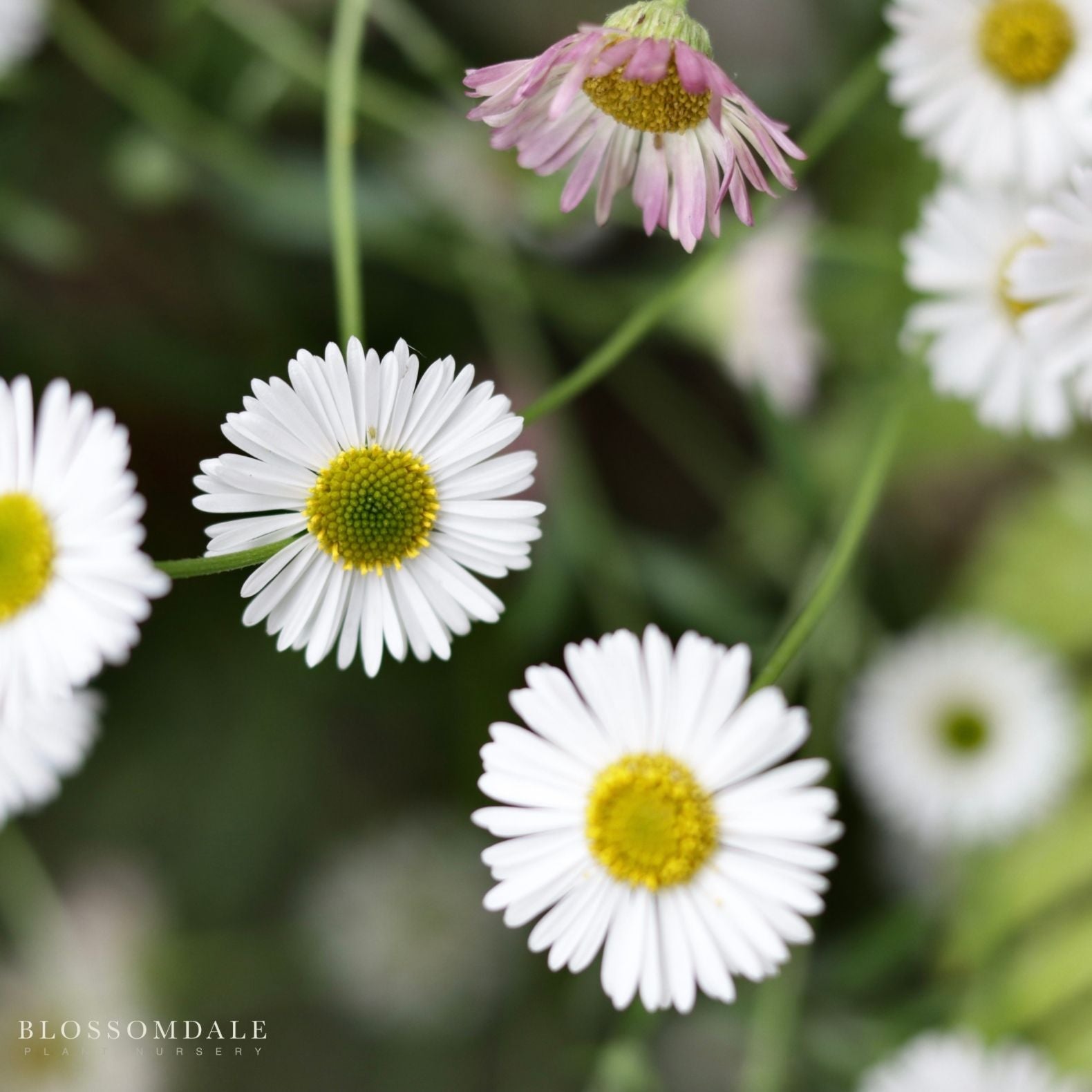 Santa Barbara 'Mexican Daisy'