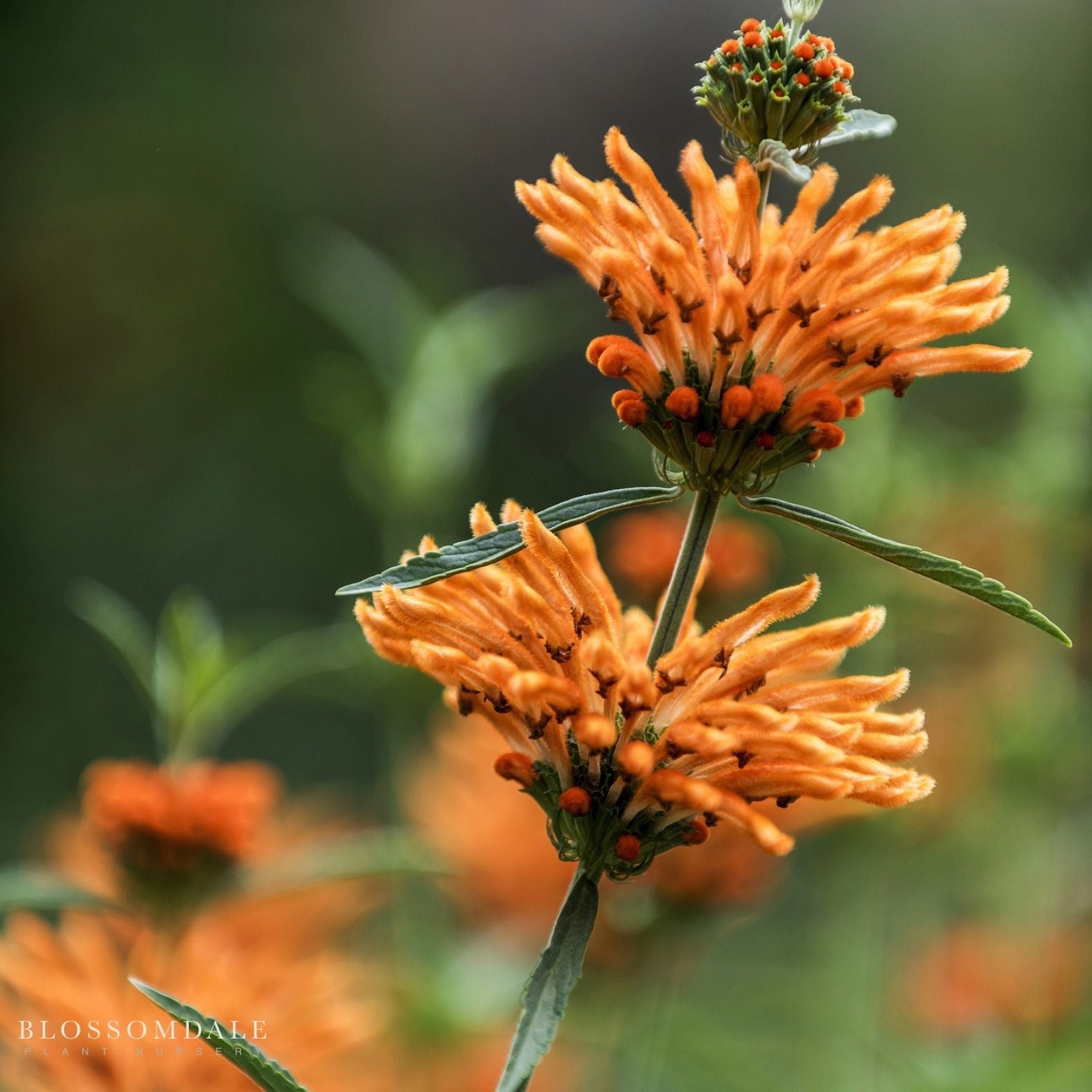 Lion's Tail Leonotis leonurus