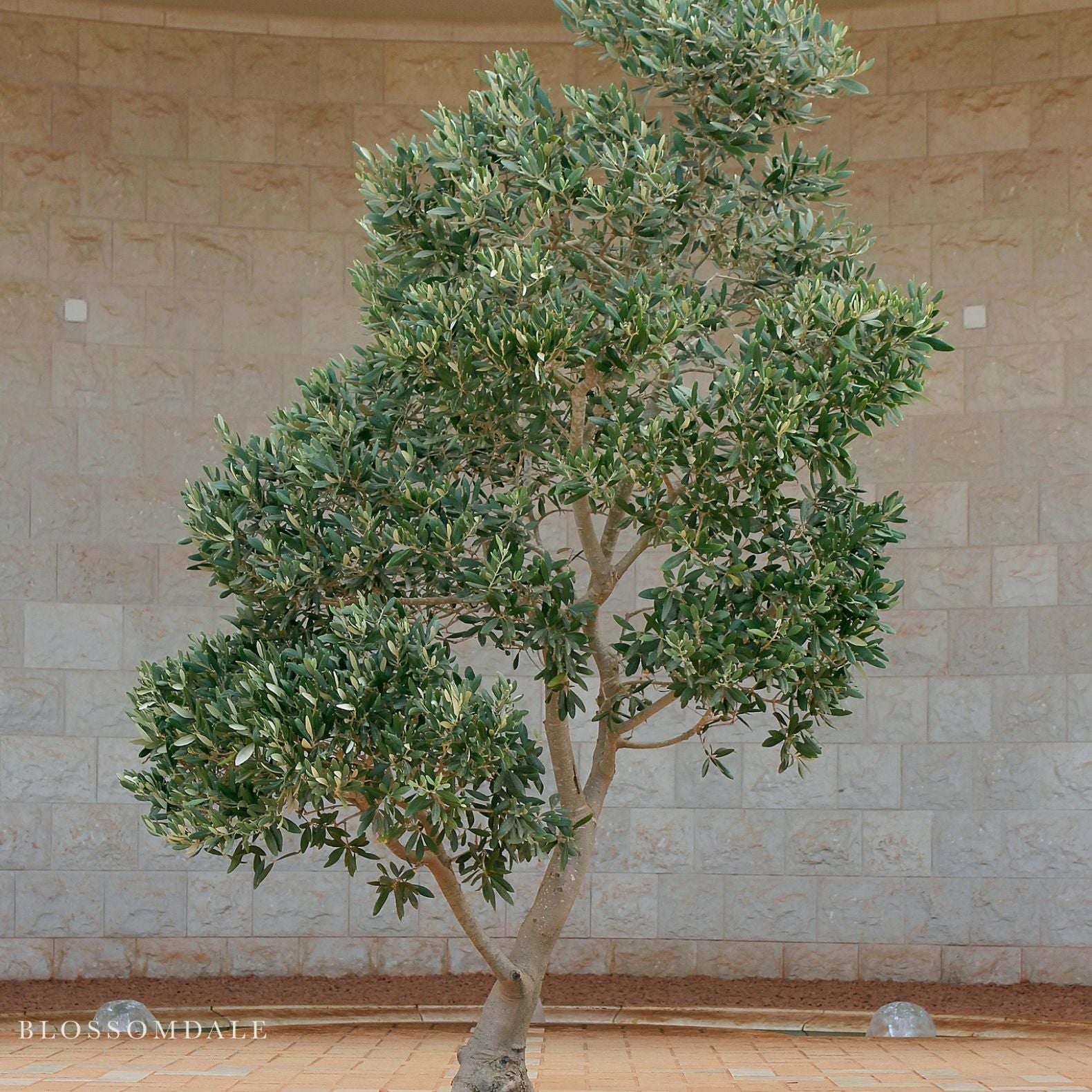 Fruitless Olive Tree