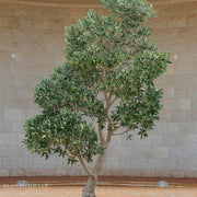 Fruitless Olive Tree