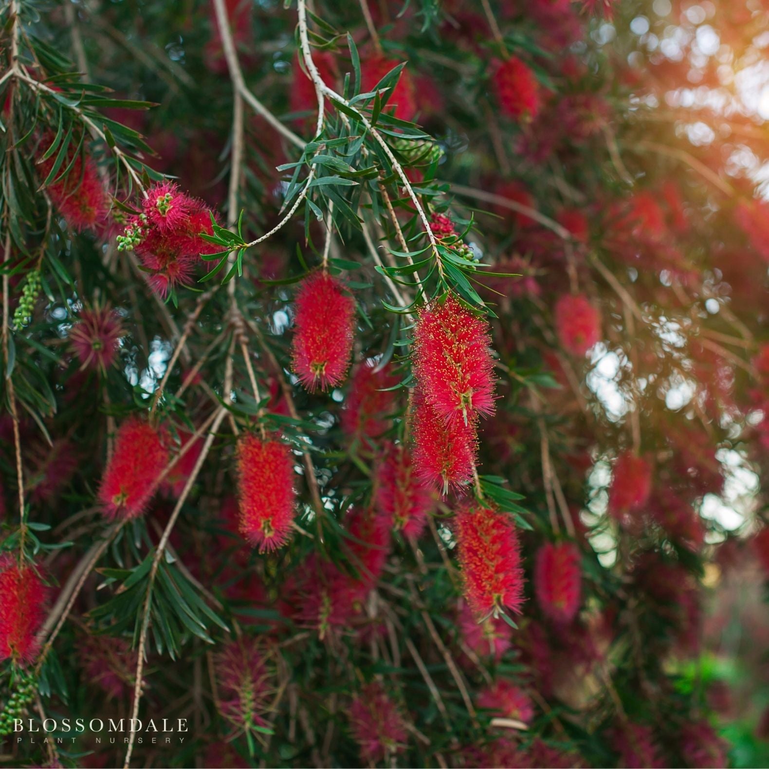 Little John Dwarf Bottlebrush Callistemon