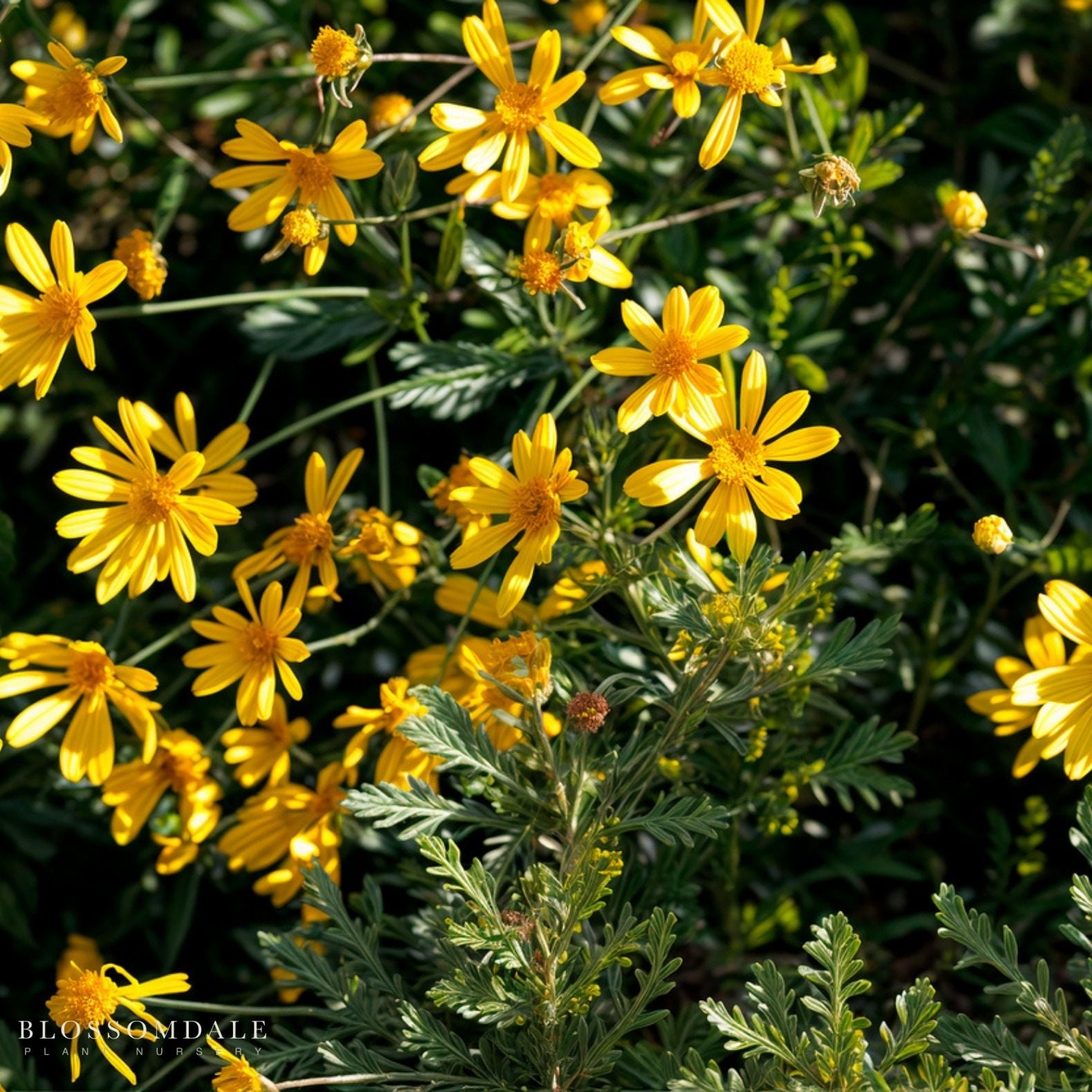 Yellow Bush Daisy