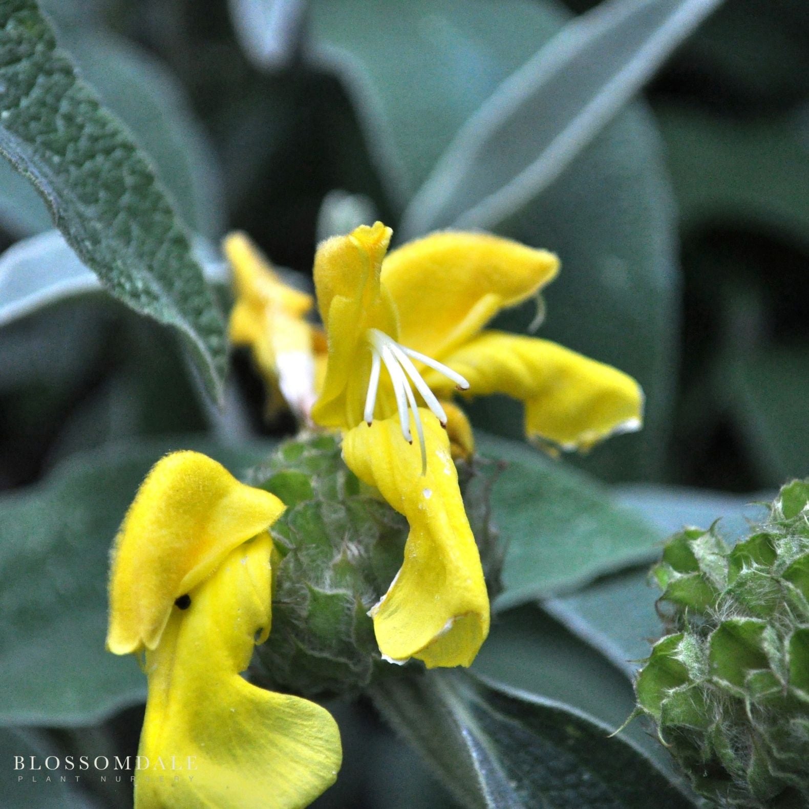 Jerusalem Sage