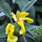 Jerusalem Sage