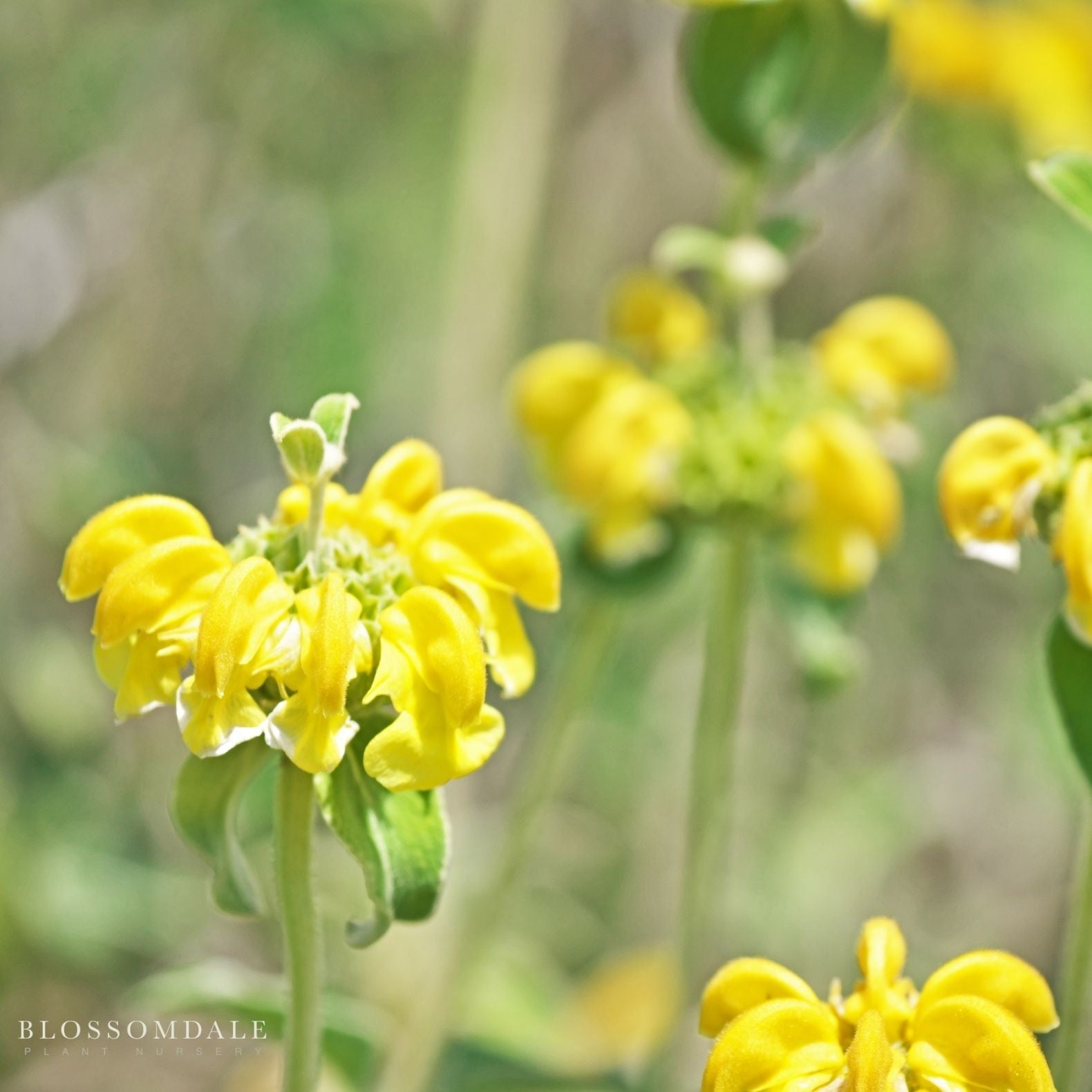 Jerusalem Sage