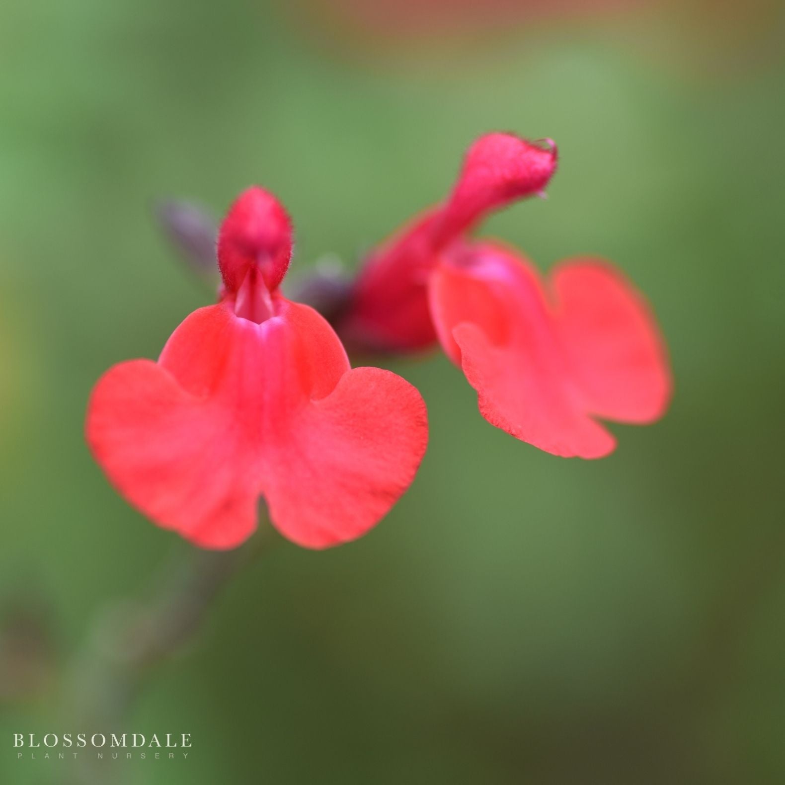 Hot Lips Sage
