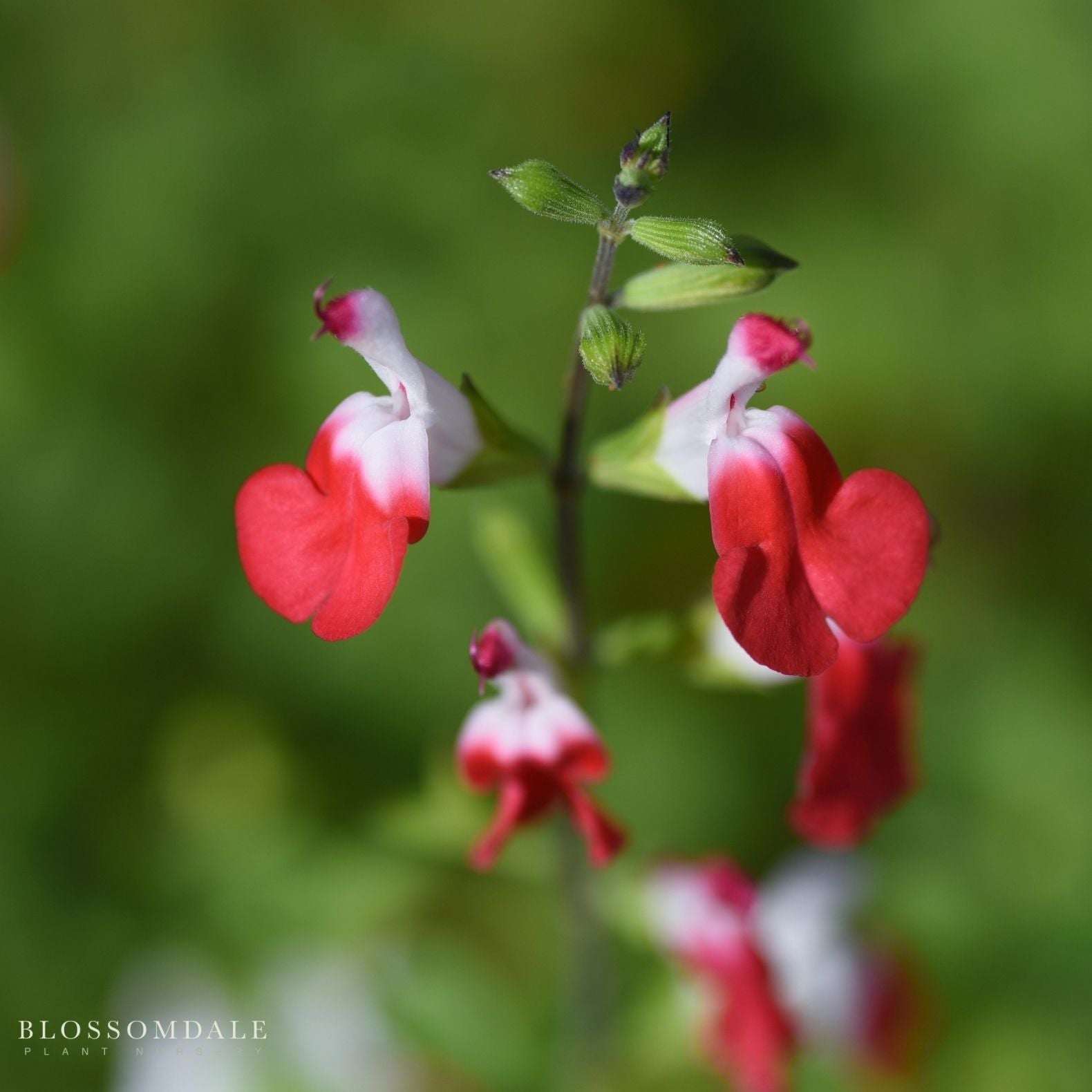 Hot Lips Sage