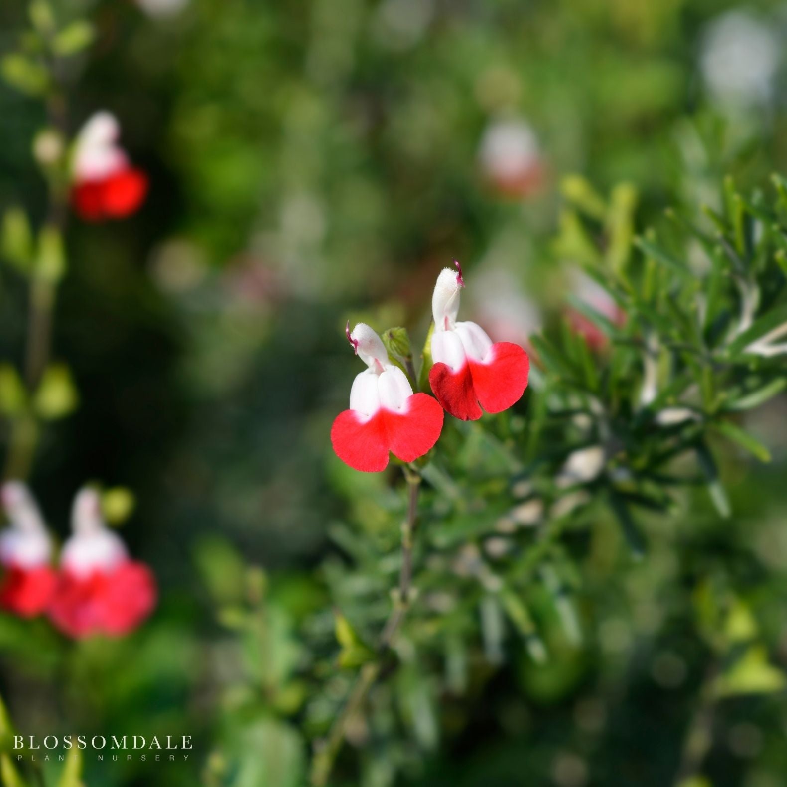 Hot Lips Sage