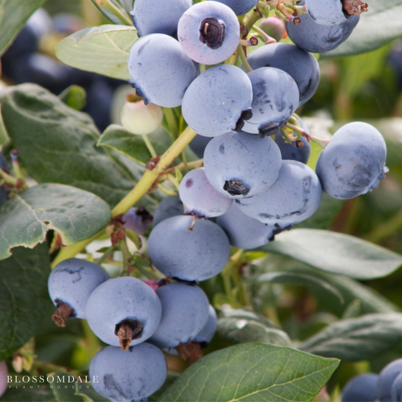Blueberry - Patriot
