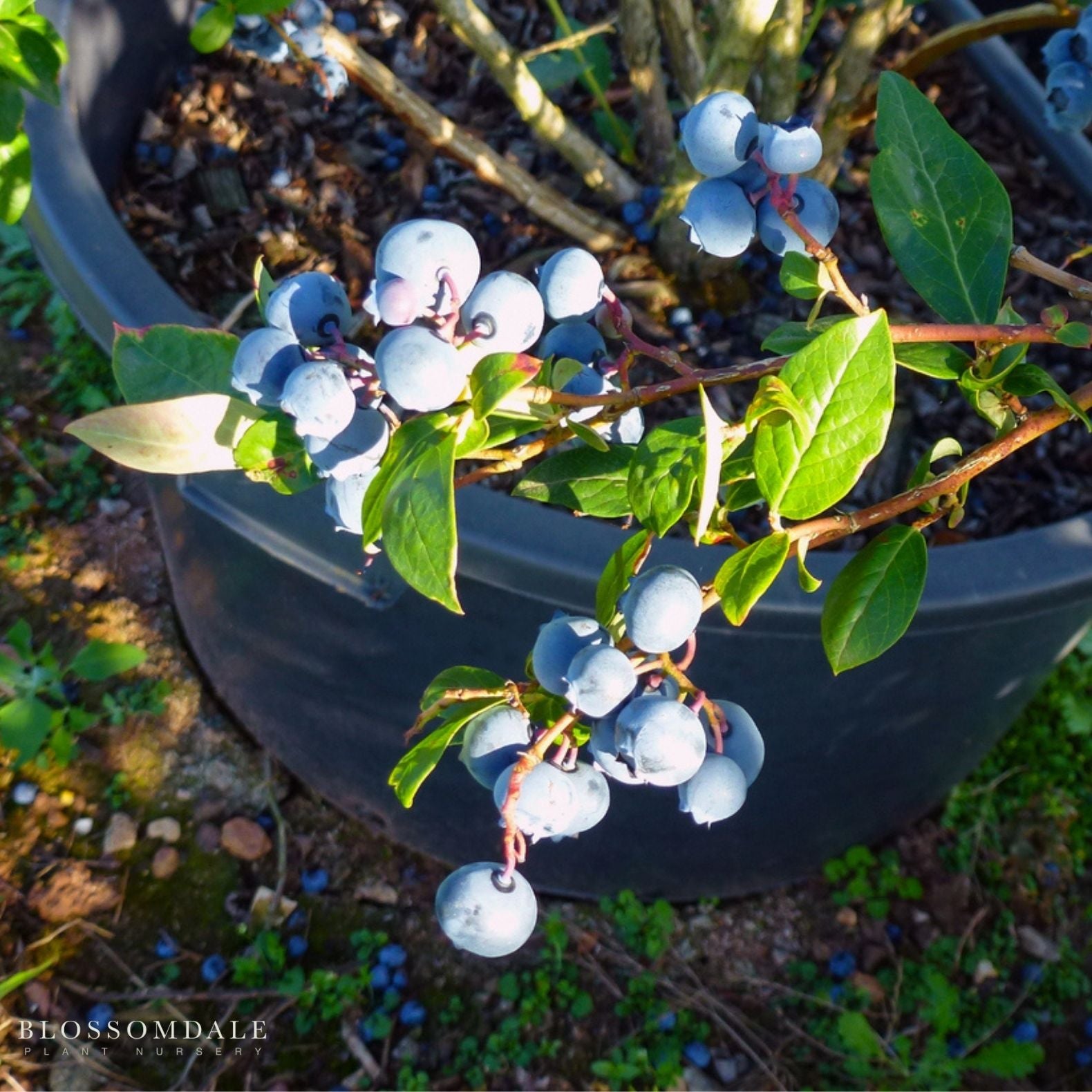 Blueberry - Patriot