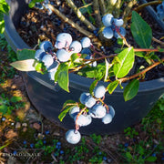 Blueberry - Patriot