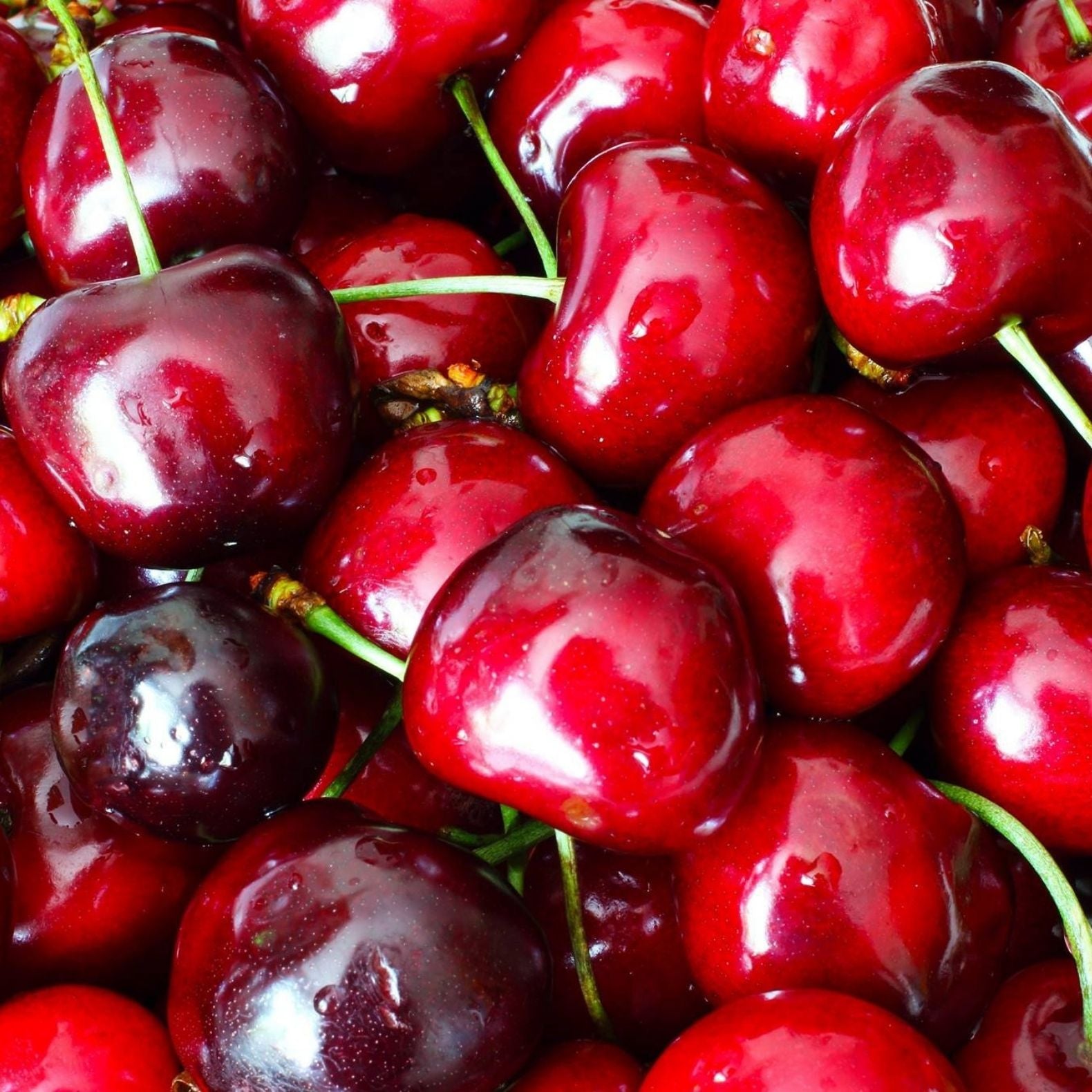 Semi-Dwarf 4-in-1 Cherry Tree (Black Tartarian, Bing, Lapins, and Van)