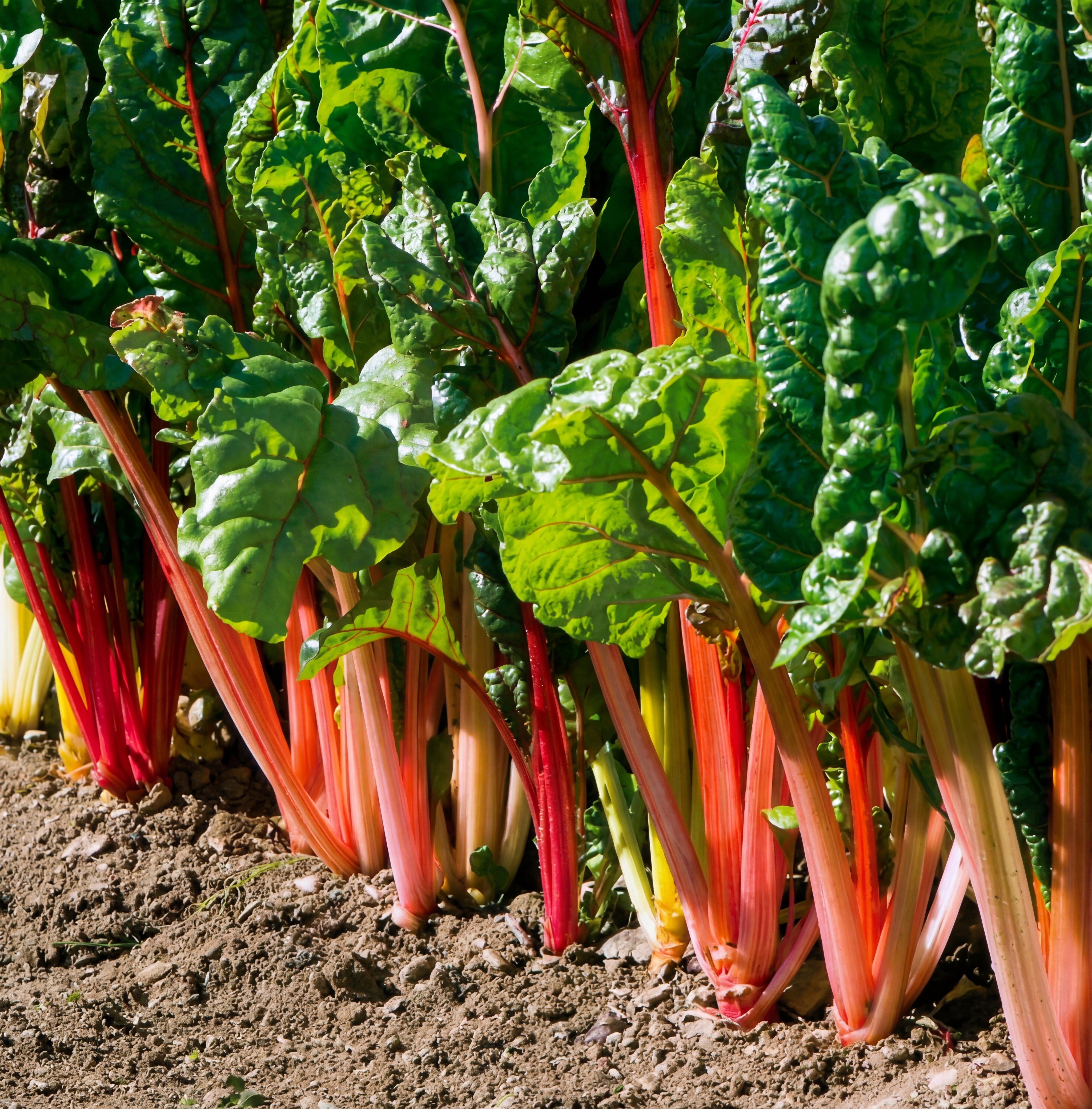 Bright Lights Swiss Chard Seeds