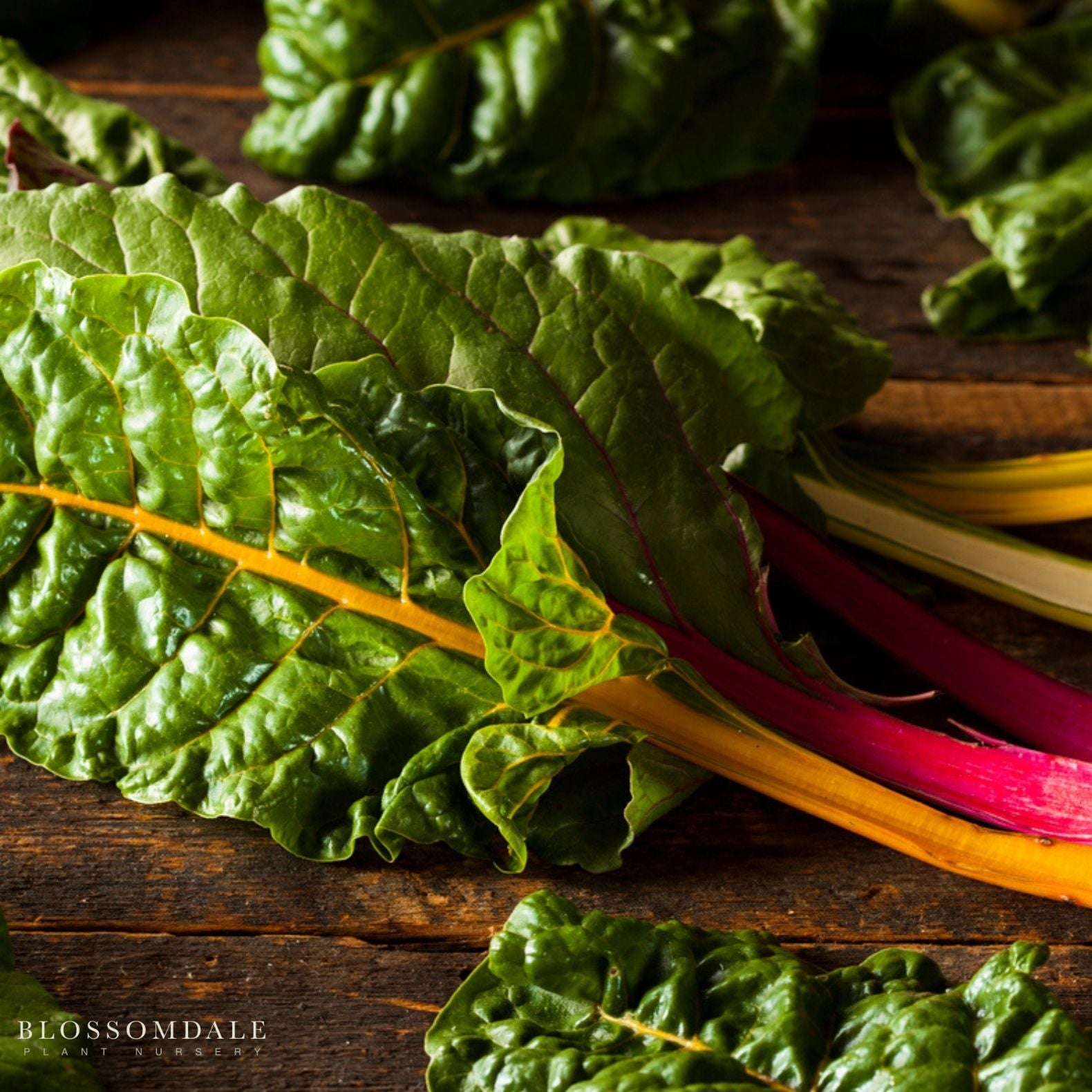 Bright Lights Swiss Chard Seeds