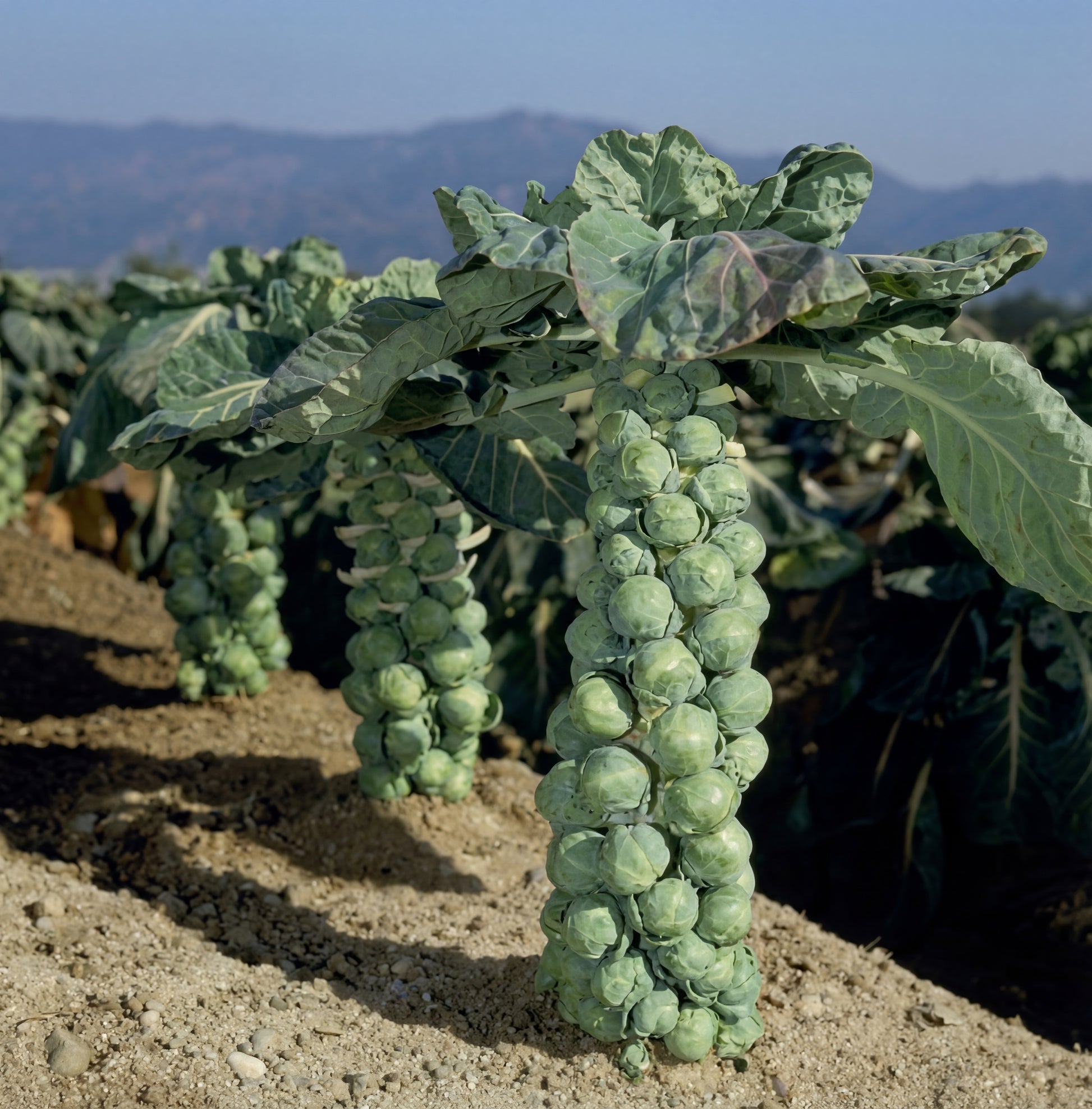 jade plant sprouts Jade Cross Brussels Sprout Seeds- compact Brussels sprouts