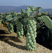 Jade Cross Brussels Sprout Seeds