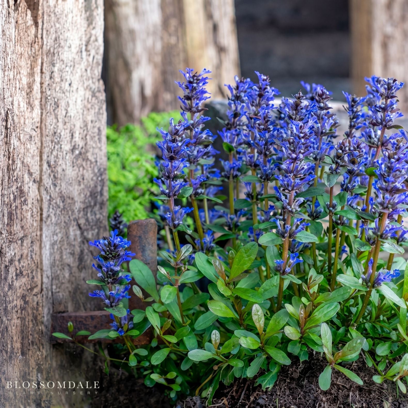 Bugleweed 'Blueberry Muffin'