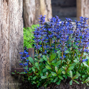 Bugleweed 'Blueberry Muffin'