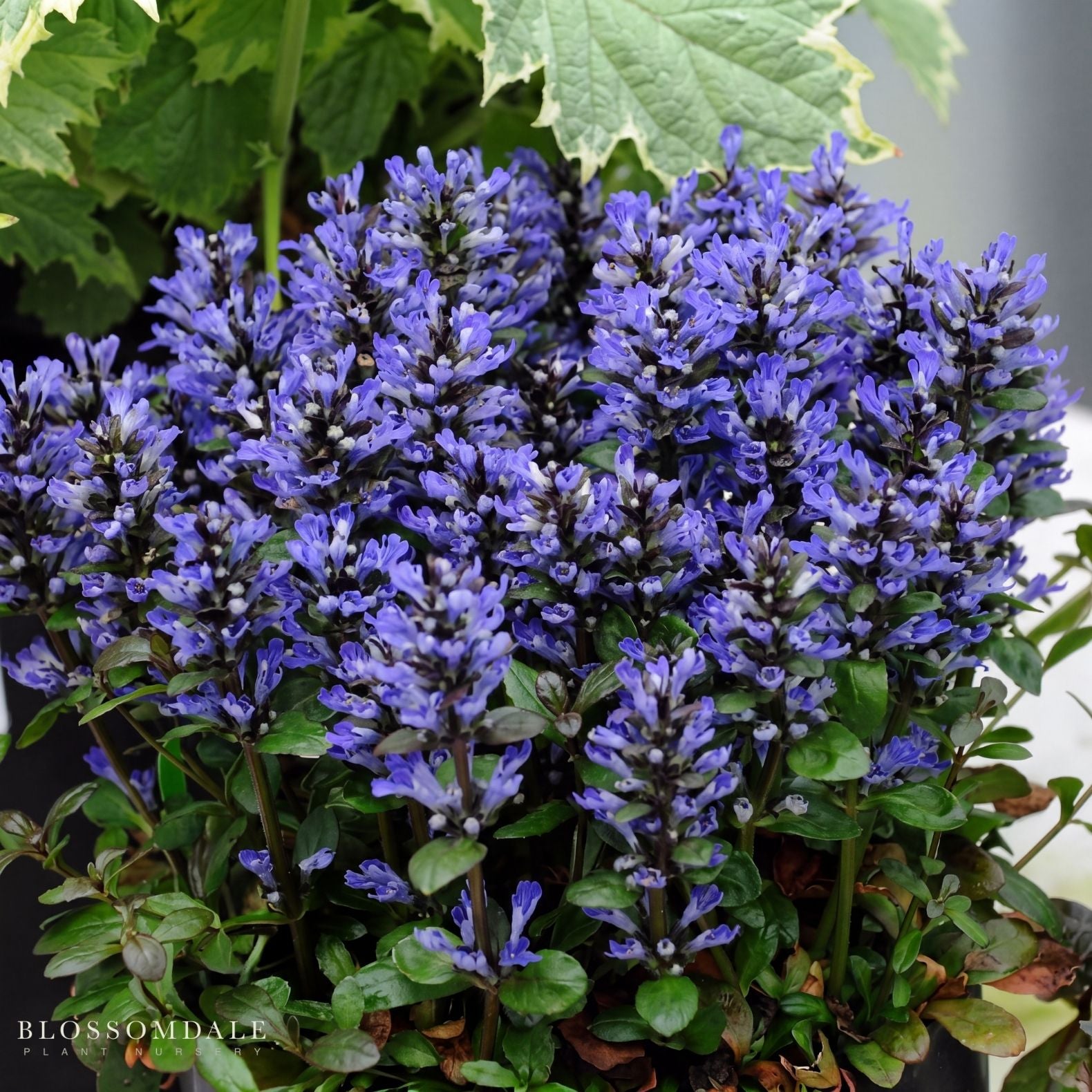 Bugleweed 'Blueberry Muffin'
