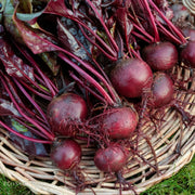 Bull's Blood Beet Seeds