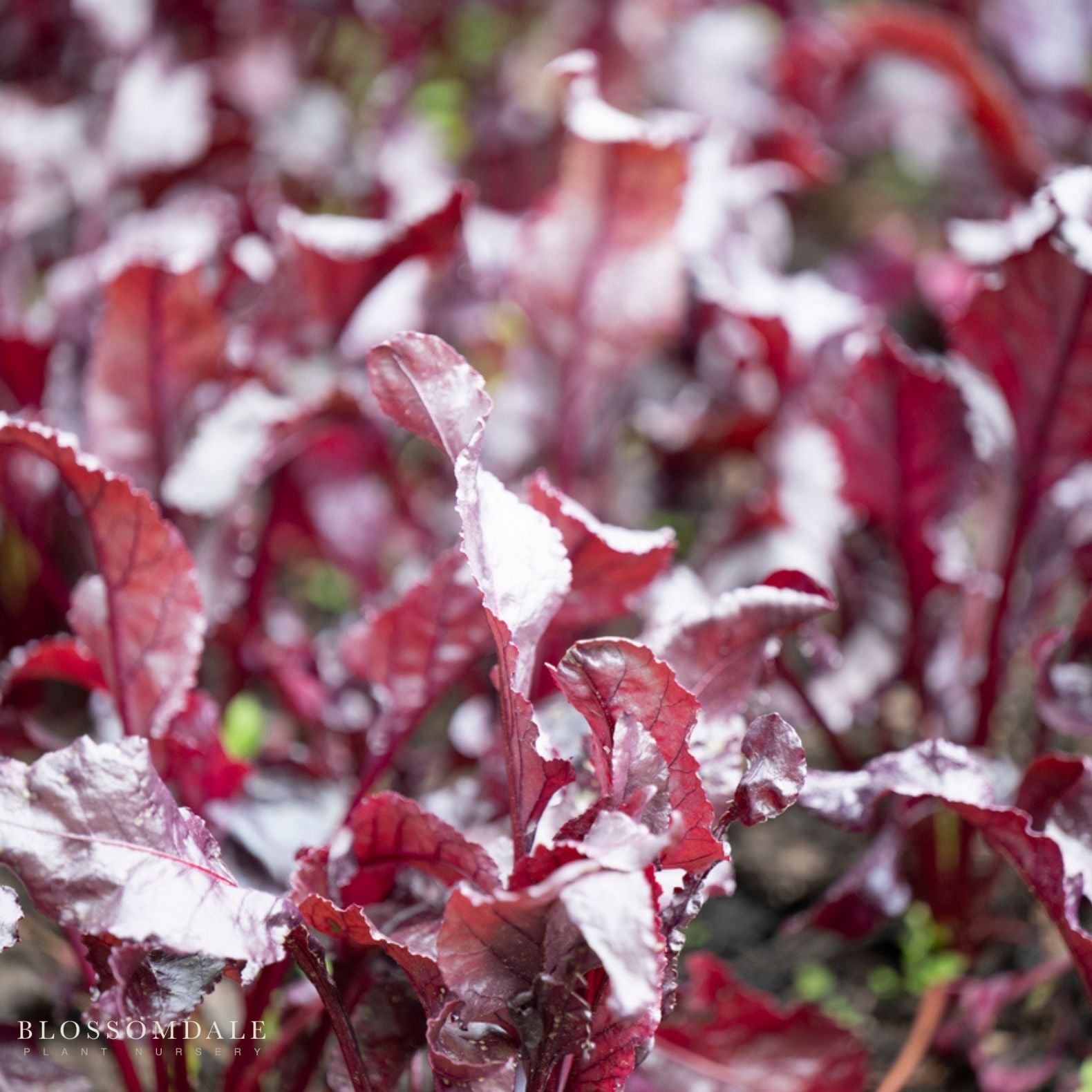 Bull's Blood Beet Seeds