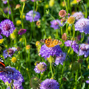 Butterfly Blue Pincushion Flower