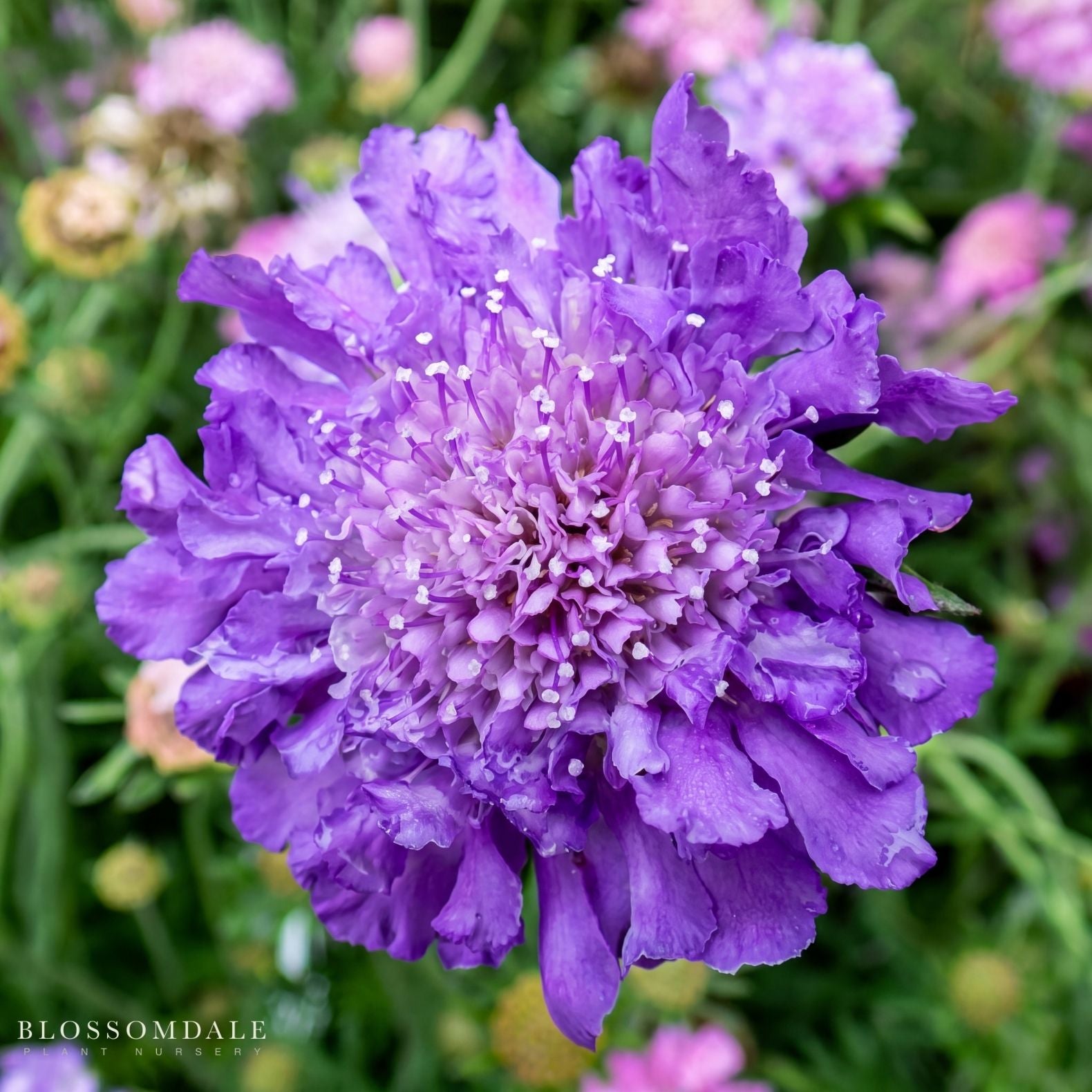Butterfly Blue Pincushion Flower